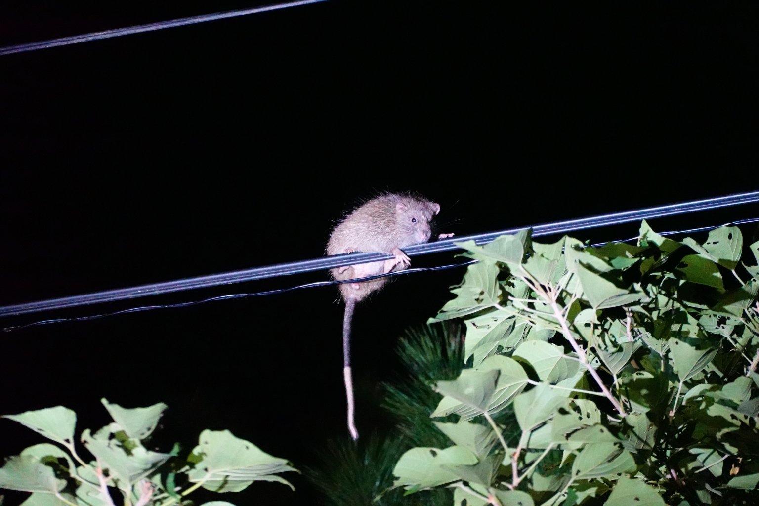 ドキドキワクワク　ナイトサイクルサファリツアー