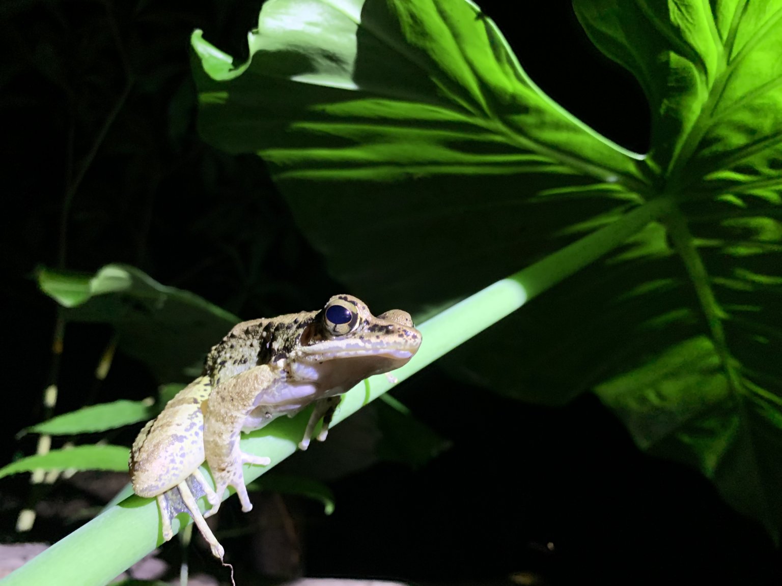 ドキドキワクワク　ナイトサイクルサファリツアー
