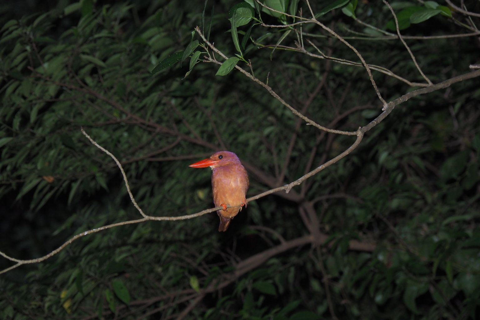 ドキドキワクワク　ナイトサイクルサファリツアー