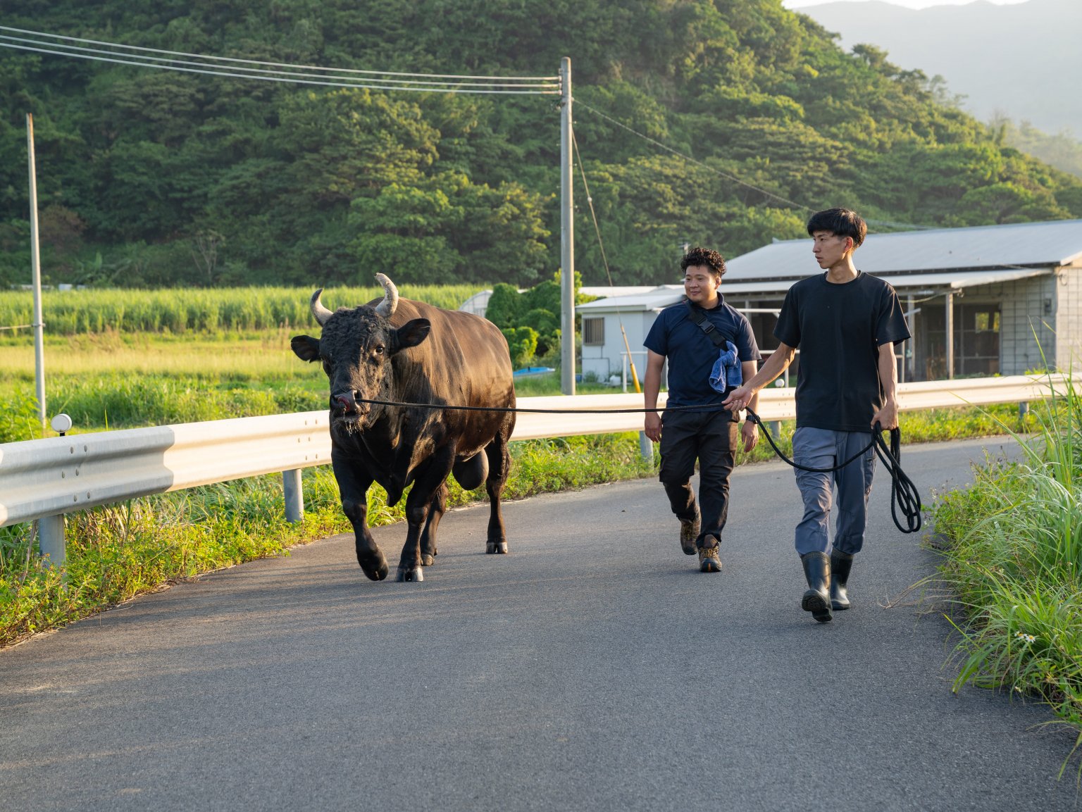 闘牛ふれあい体験（2名様以上）　徳之島の文化に触れる　闘牛のブラッシングや写真撮影も可能