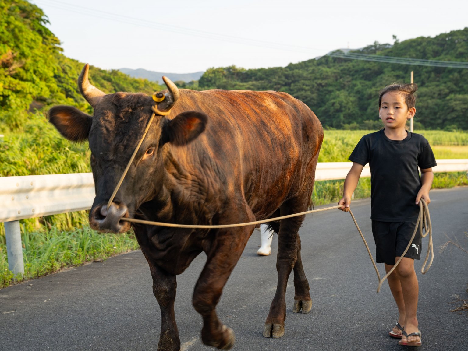 闘牛ふれあい体験（2名様以上）　徳之島の文化に触れる　闘牛のブラッシングや写真撮影も可能