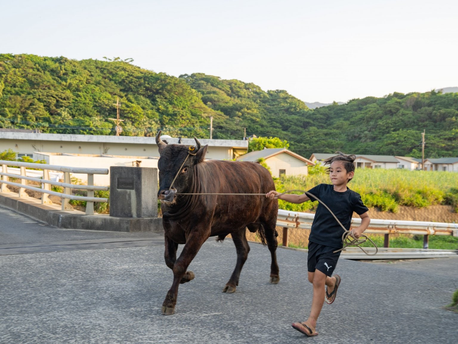 闘牛ふれあい体験（2名様以上）　徳之島の文化に触れる　闘牛のブラッシングや写真撮影も可能