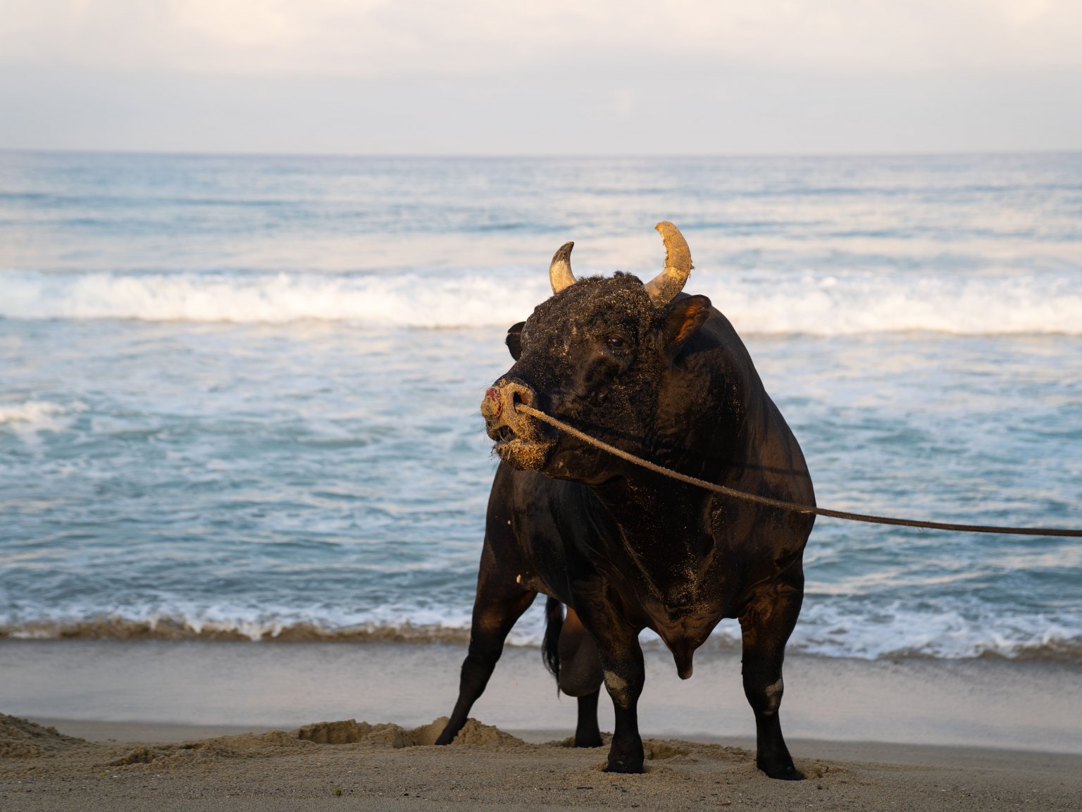 闘牛ふれあい体験（2名様以上）　徳之島の文化に触れる　闘牛のブラッシングや写真撮影も可能