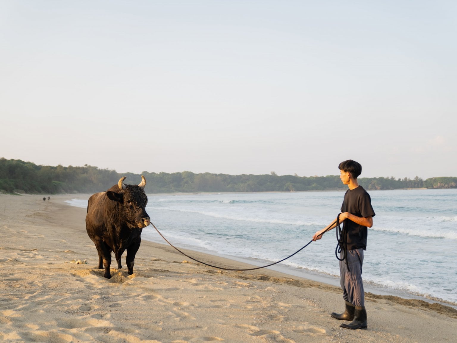 闘牛ふれあい体験（2名様以上）　徳之島の文化に触れる　闘牛のブラッシングや写真撮影も可能
