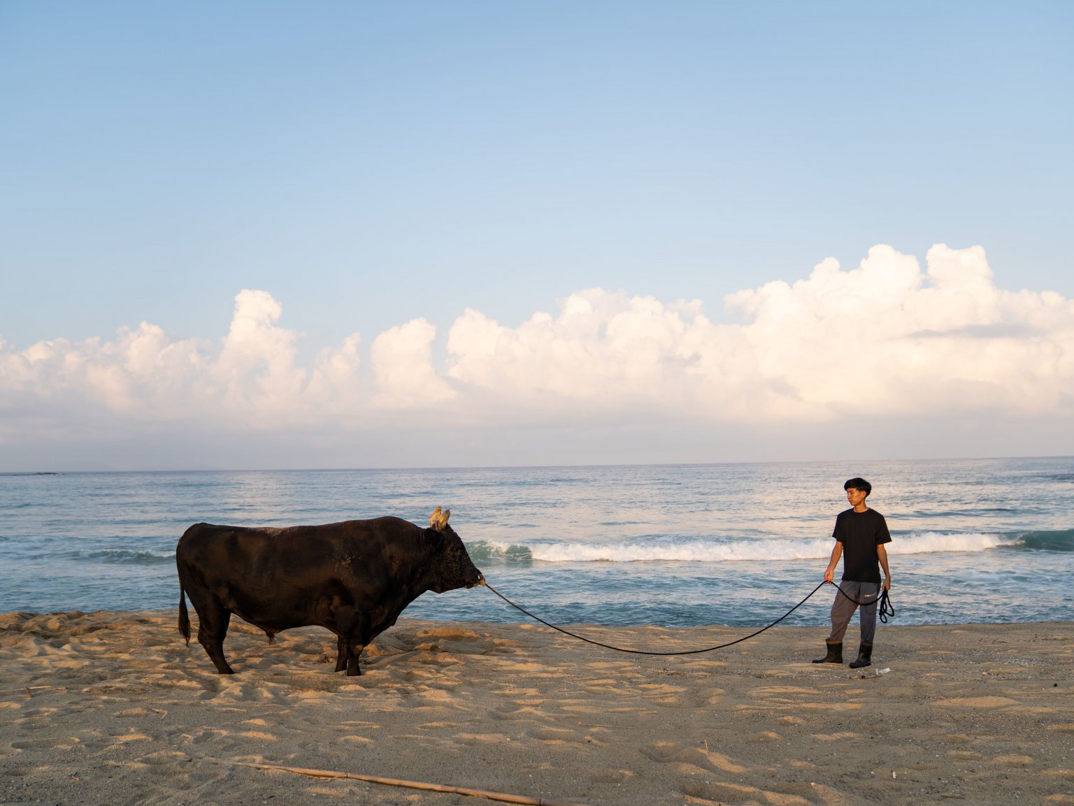 闘牛ふれあい体験（2名様以上）　徳之島の文化に触れる　闘牛のブラッシングや写真撮影も可能
