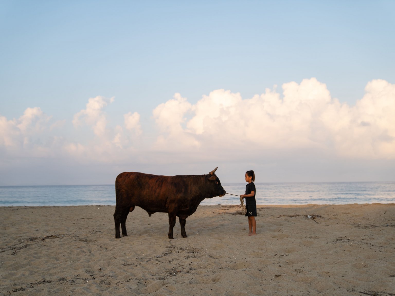 闘牛ふれあい体験（2名様以上）　徳之島の文化に触れる　闘牛のブラッシングや写真撮影も可能