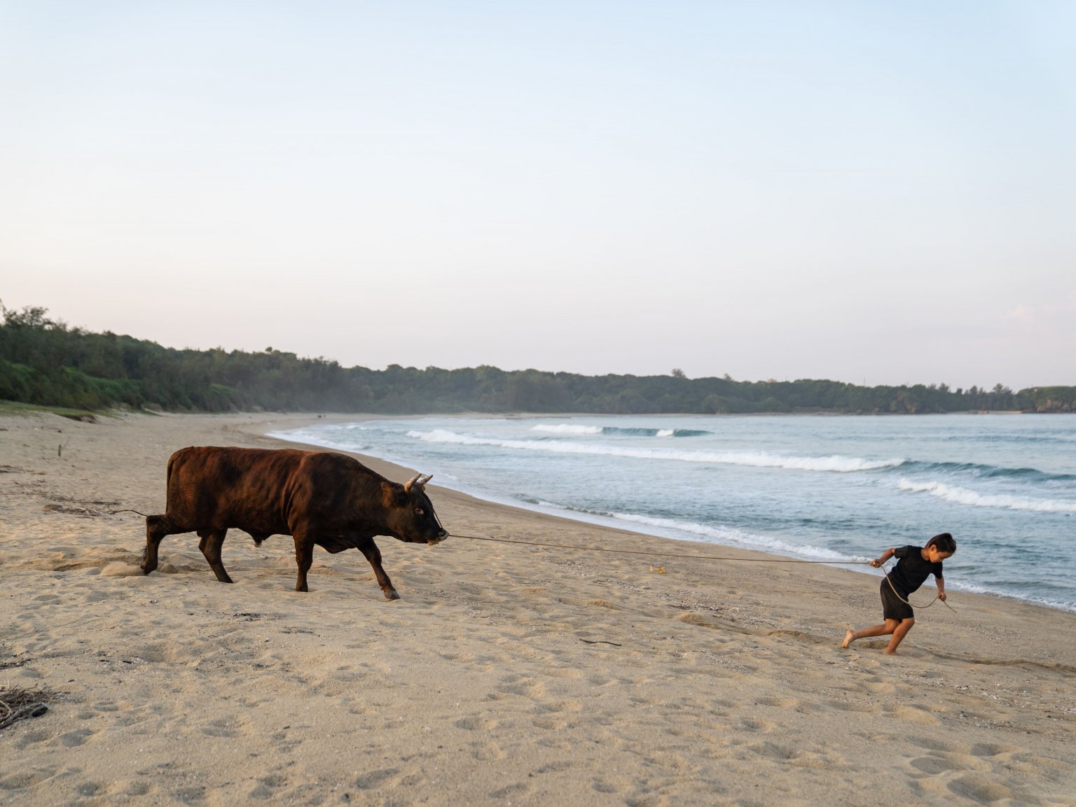 闘牛ふれあい体験（2名様以上）　徳之島の文化に触れる　闘牛のブラッシングや写真撮影も可能