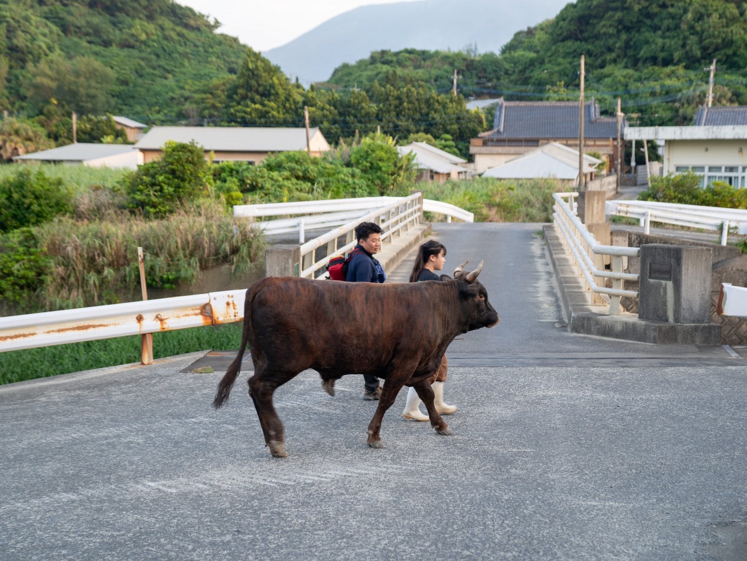 闘牛ふれあい体験（2名様以上）　徳之島の文化に触れる　闘牛のブラッシングや写真撮影も可能