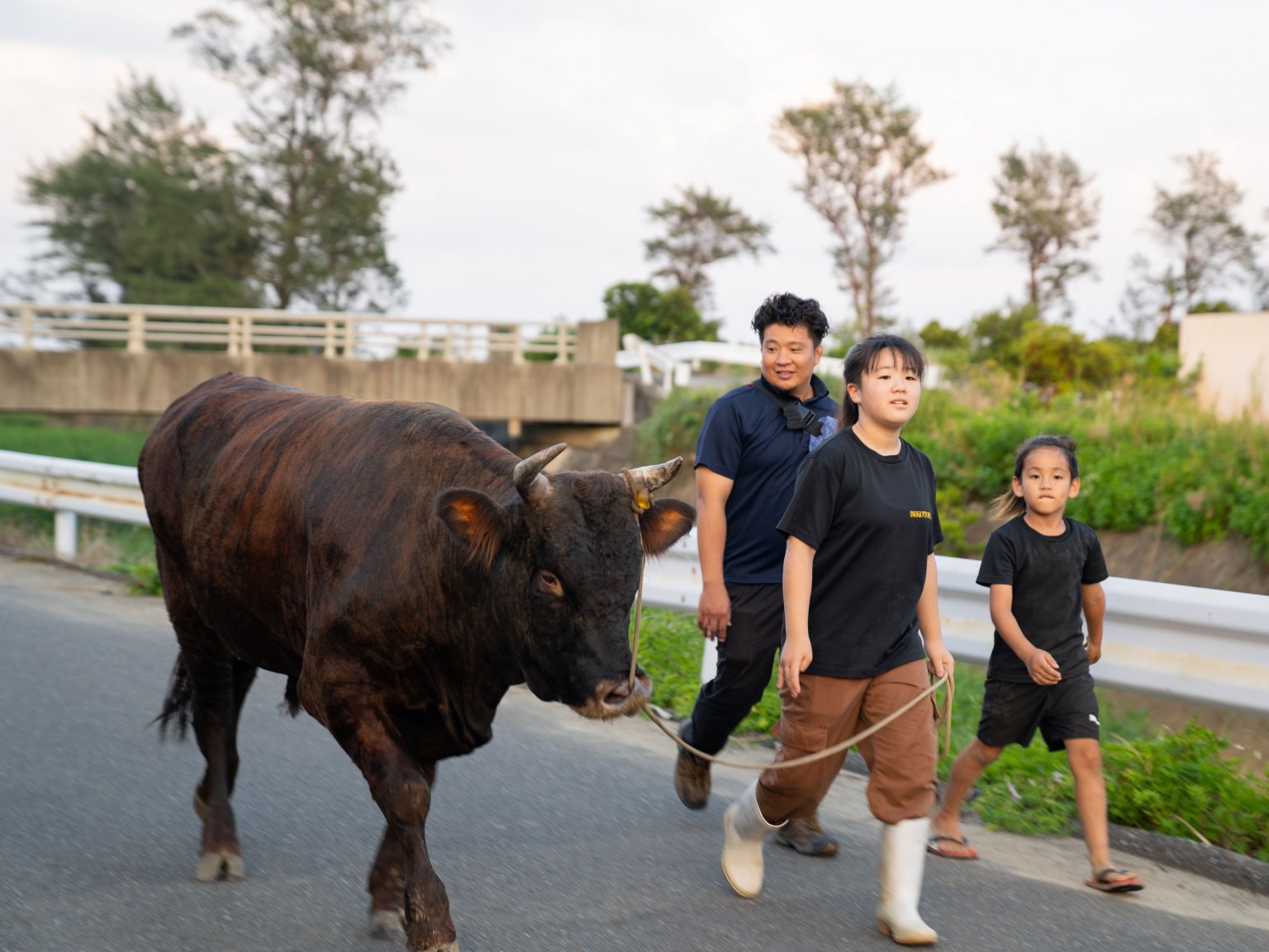 闘牛ふれあい体験（2名様以上）　徳之島の文化に触れる　闘牛のブラッシングや写真撮影も可能