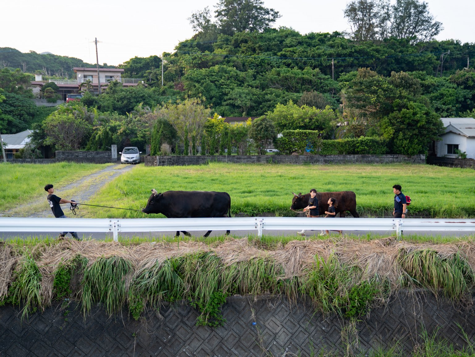 闘牛ふれあい体験（2名様以上）　徳之島の文化に触れる　闘牛のブラッシングや写真撮影も可能