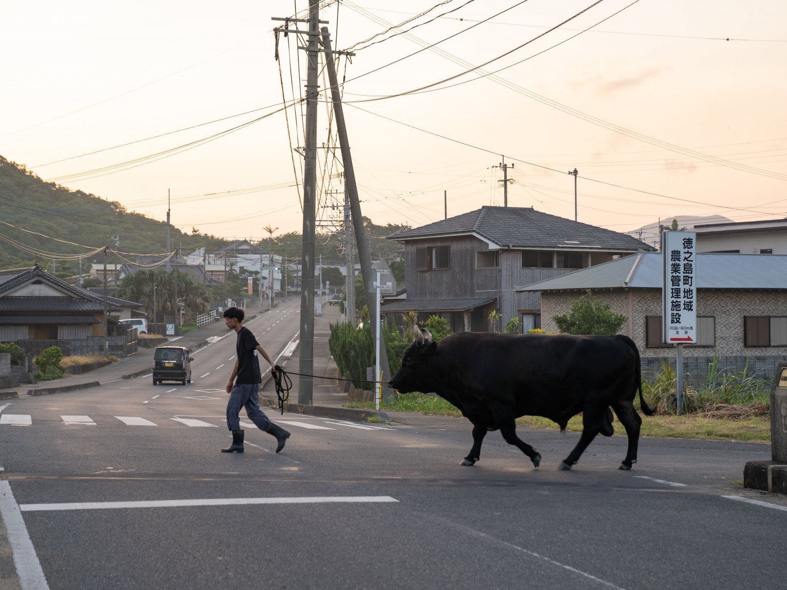 闘牛ふれあい体験（2名様以上）　徳之島の文化に触れる　闘牛のブラッシングや写真撮影も可能