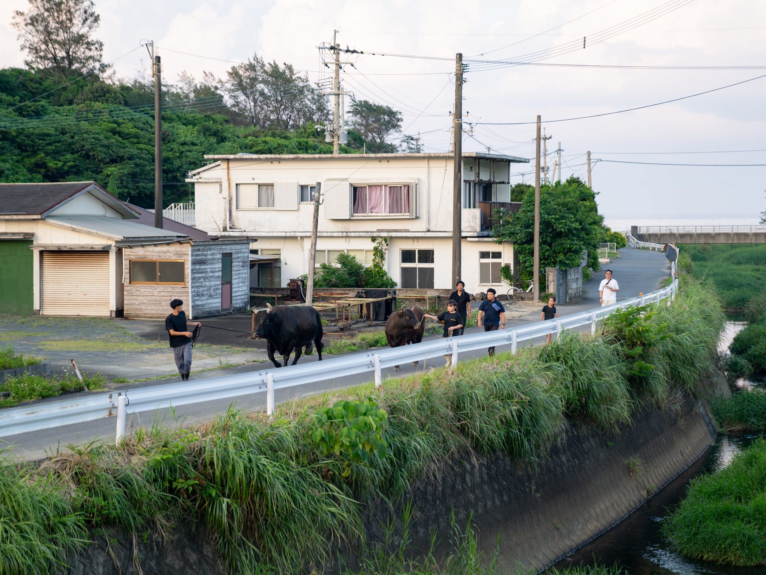 闘牛ふれあい体験（2名様以上）　徳之島の文化に触れる　闘牛のブラッシングや写真撮影も可能