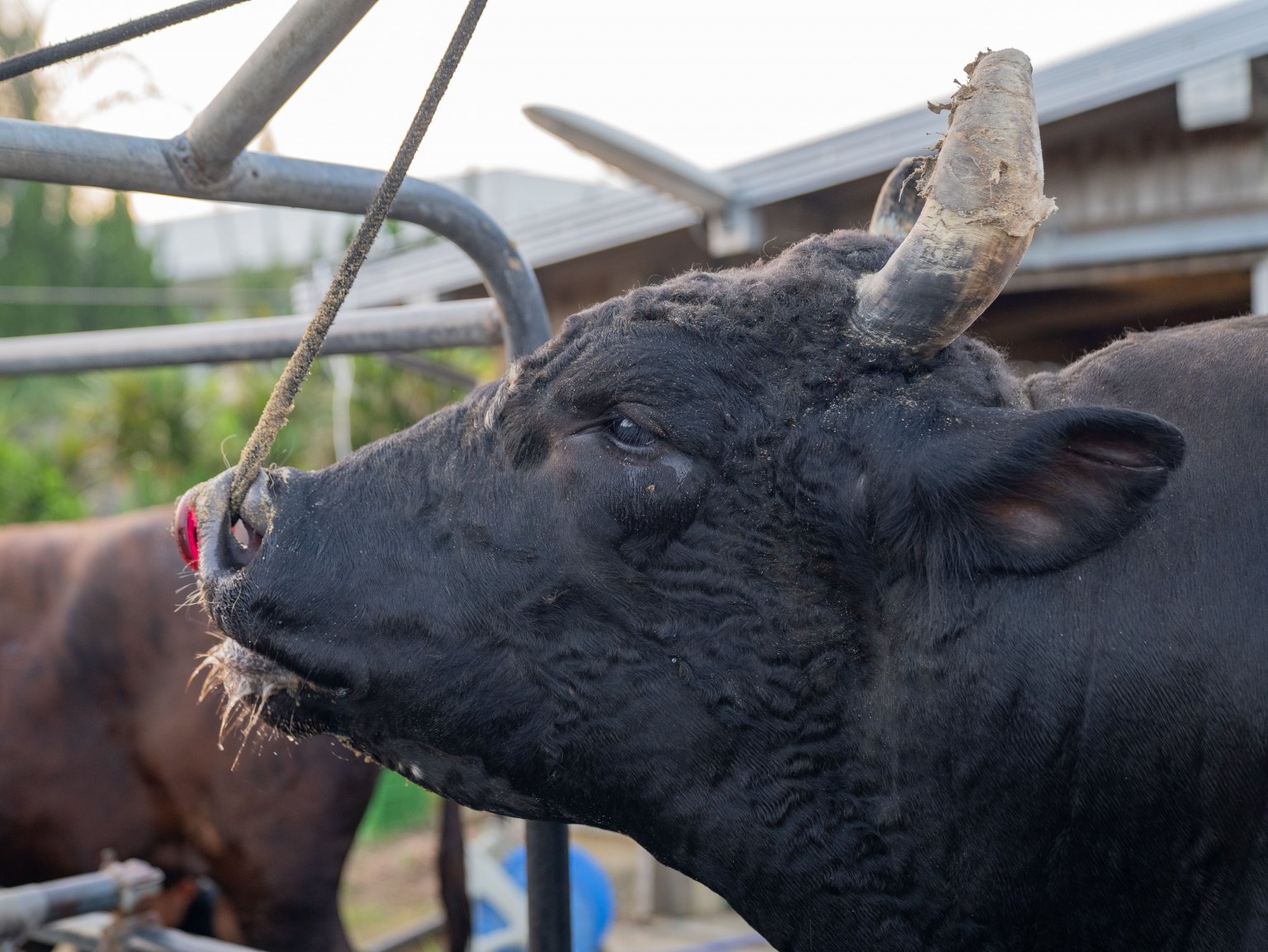 闘牛ふれあい体験（2名様以上）　徳之島の文化に触れる　闘牛のブラッシングや写真撮影も可能