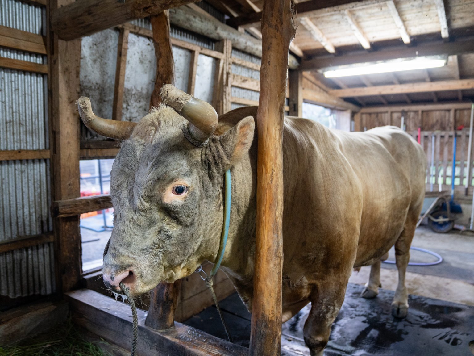 闘牛ふれあい体験（2名様以上）　徳之島の文化に触れる　闘牛のブラッシングや写真撮影も可能