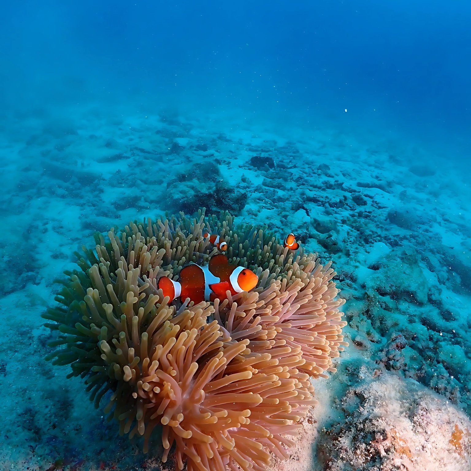 石垣島シュノーケリングツアー【貸切5〜6名】