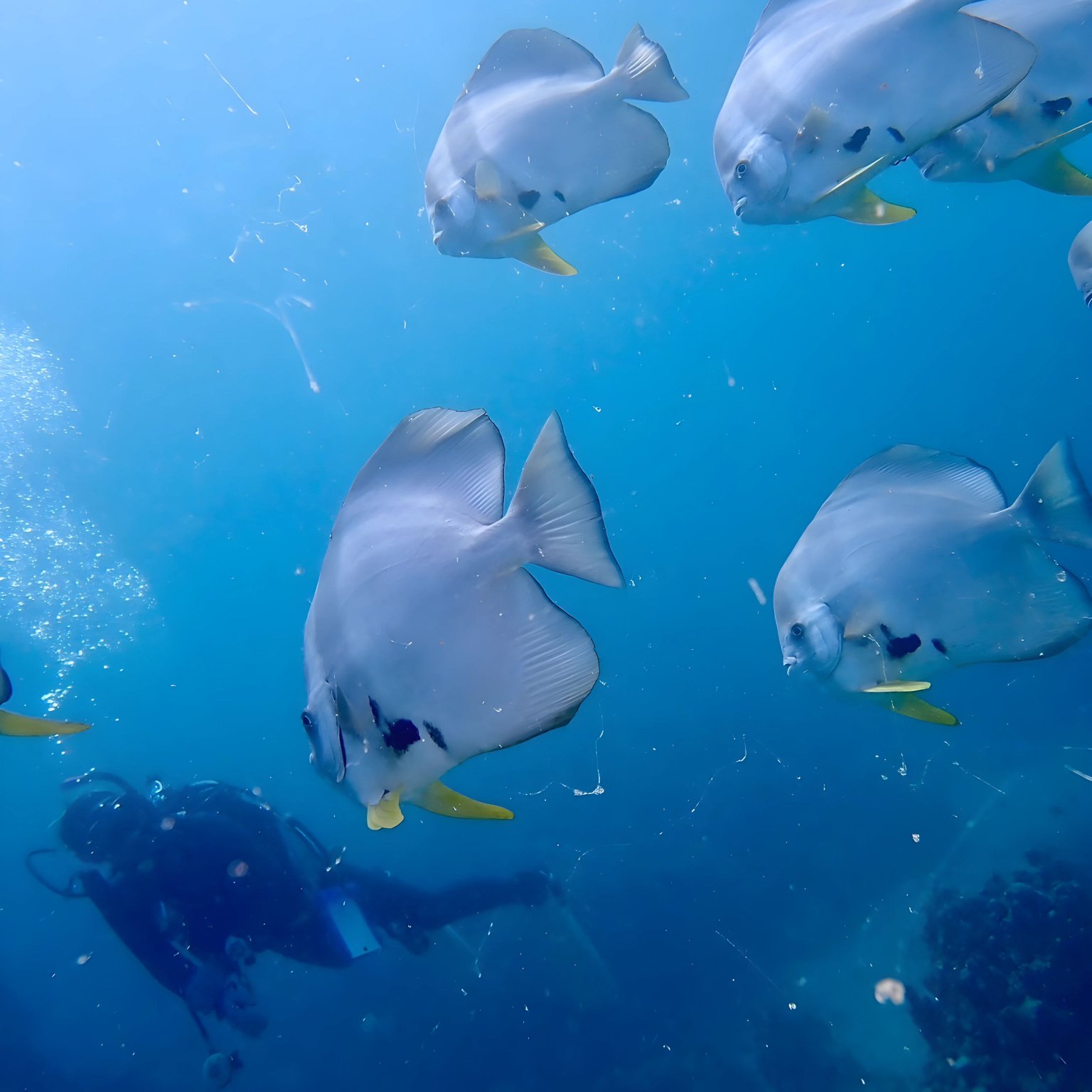 石垣島シュノーケリングツアー【貸切5〜6名】