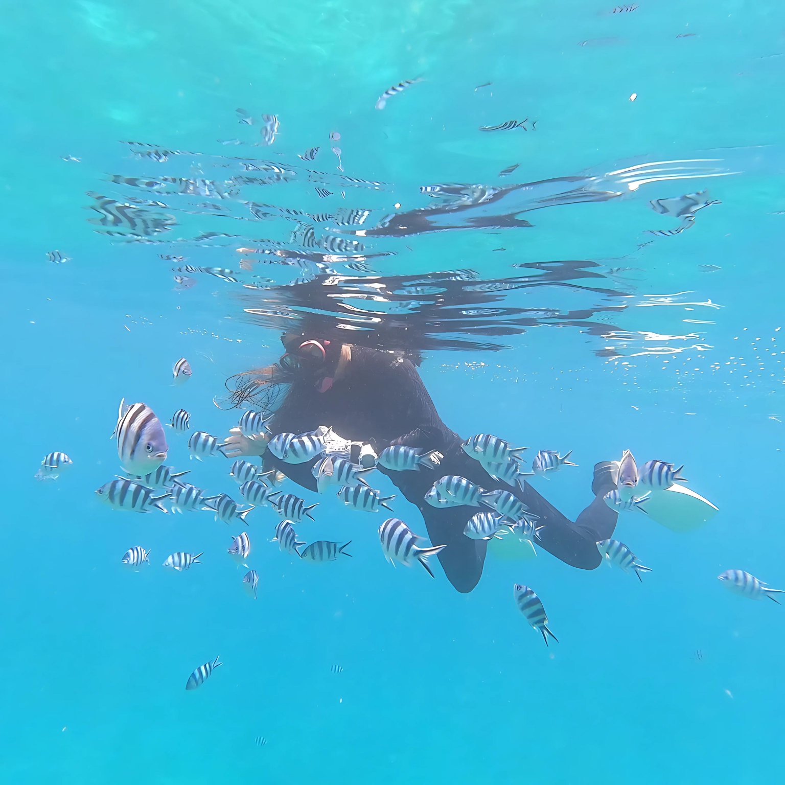 石垣島シュノーケリングツアー【貸切5〜6名】