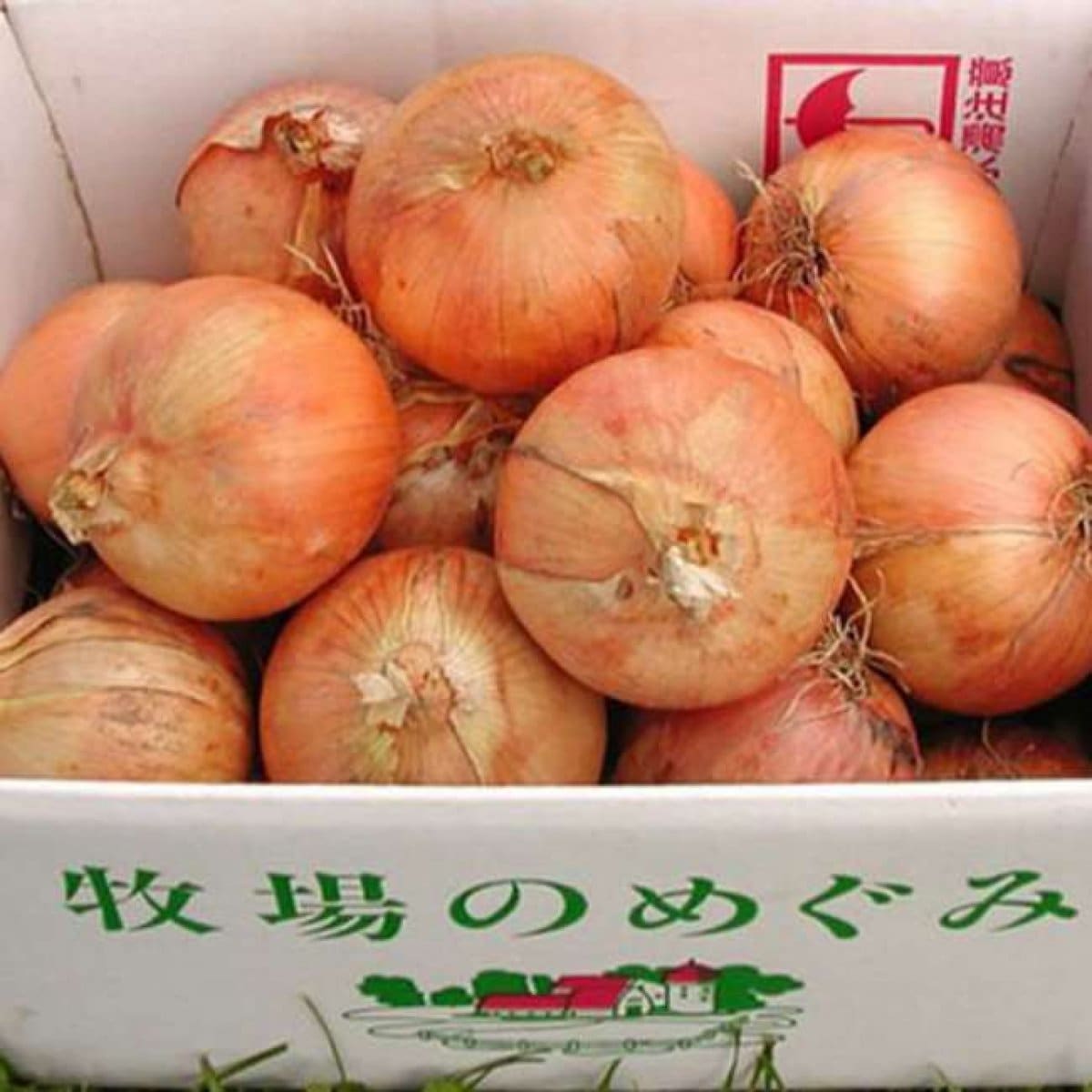 オーガニック 有機JAS  【北海道の有機玉ねぎ】 箱根牧場   甘くて柔らかくい  有機JAS ホックホク 甘い 煮込み料理 シチュー カレーなど  産地直送 箱根牧場