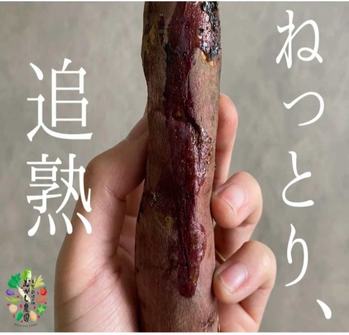 【有機JAS さつまいも/紅はるか 】2kg、4kg/箱込みサイズ混合  有機JAS オーガニック 青森県産 無農薬 自然栽培  キュアリング（追熟）済みで甘くてトロトロ 産地直送