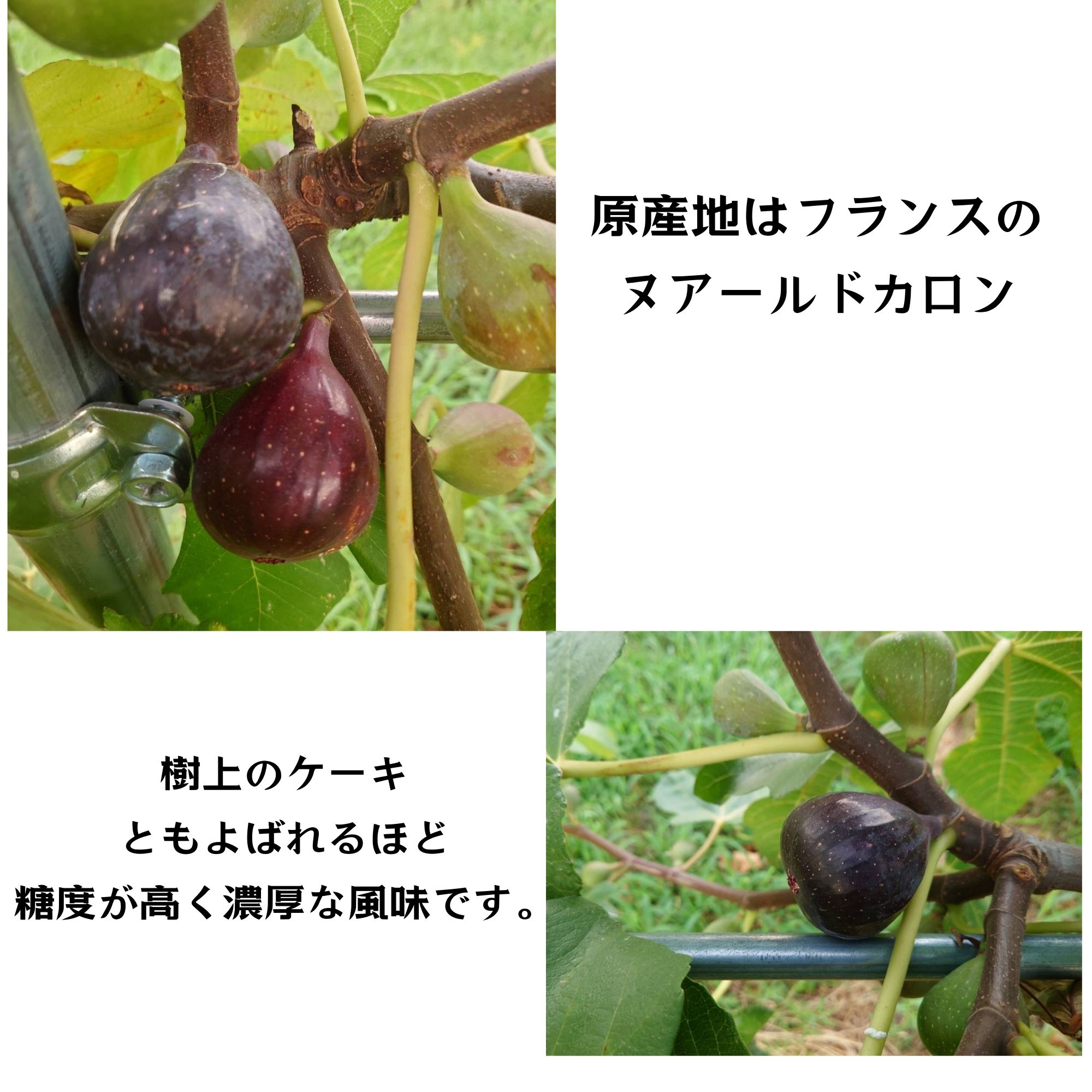 大阪産朝採れ黒イチジク（ヌアールドカロン）12個入り／クール便送料込