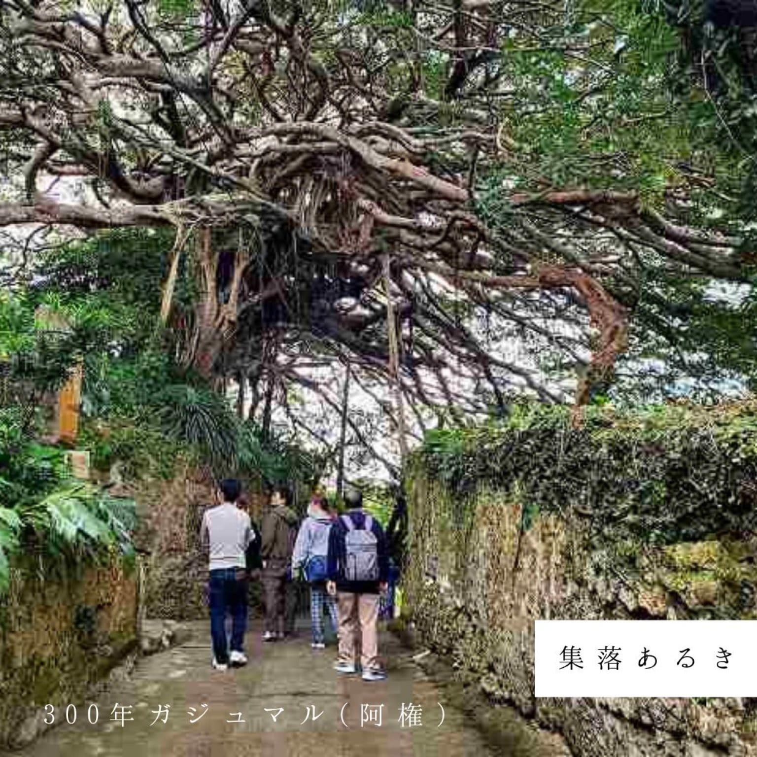 半日エコツアー・3時間コース(お一人様用)サクッと堪能できます!! by旅友Tokunoshima※参加人数分ご購入ください