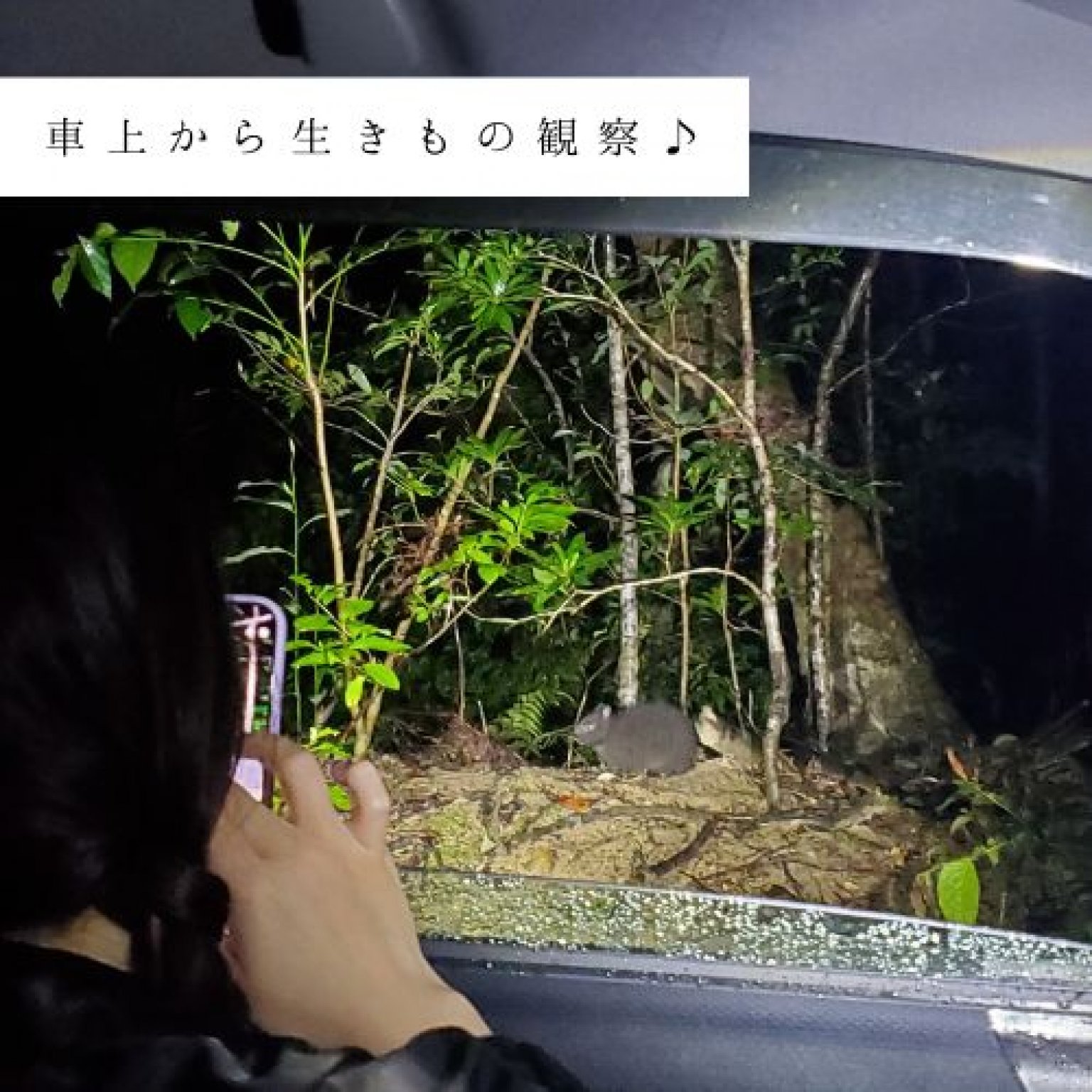 夜の森探検エコツアー・約3時間コース(お一人様用)徳之島の生物多様性を体感!! by旅友Tokunoshima