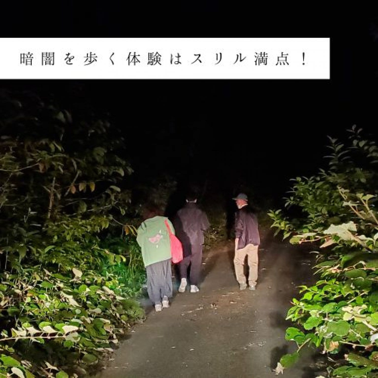 夜の森探検エコツアー・約3時間コース(お一人様用)徳之島の生物多様性を体感!! by旅友Tokunoshima