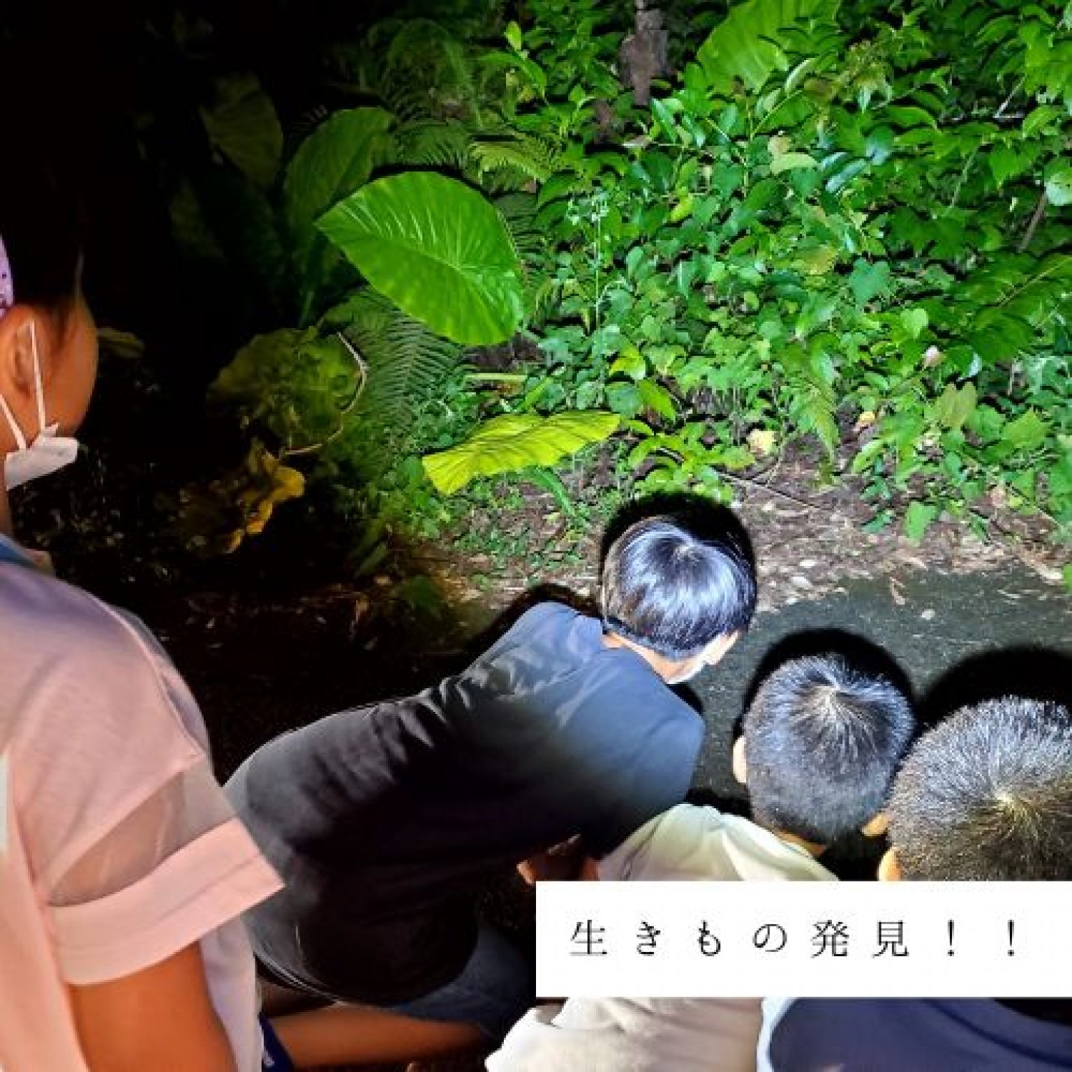 夜の森探検エコツアー・約3時間コース(お一人様用)徳之島の生物多様性を体感!! by旅友Tokunoshima