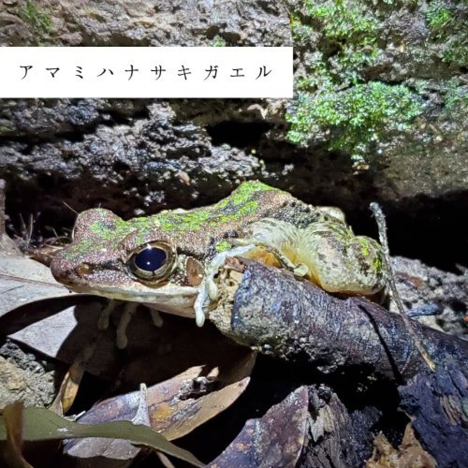 夜の森探検エコツアー・約3時間コース(お一人様用)徳之島の生物多様性を体感!! by旅友Tokunoshima