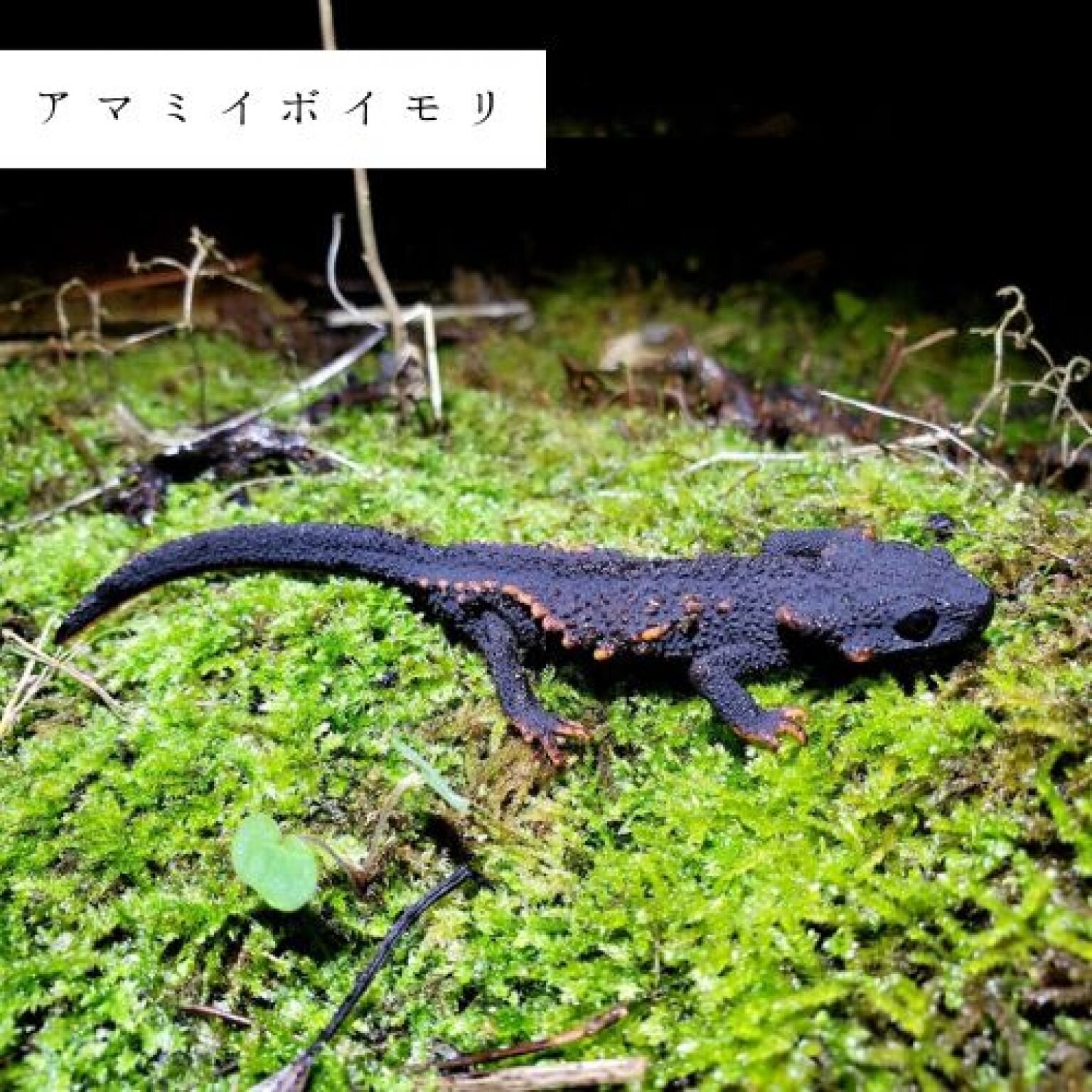 夜の森探検エコツアー・約3時間コース(お一人様用)徳之島の生物多様性を体感!! by旅友Tokunoshima