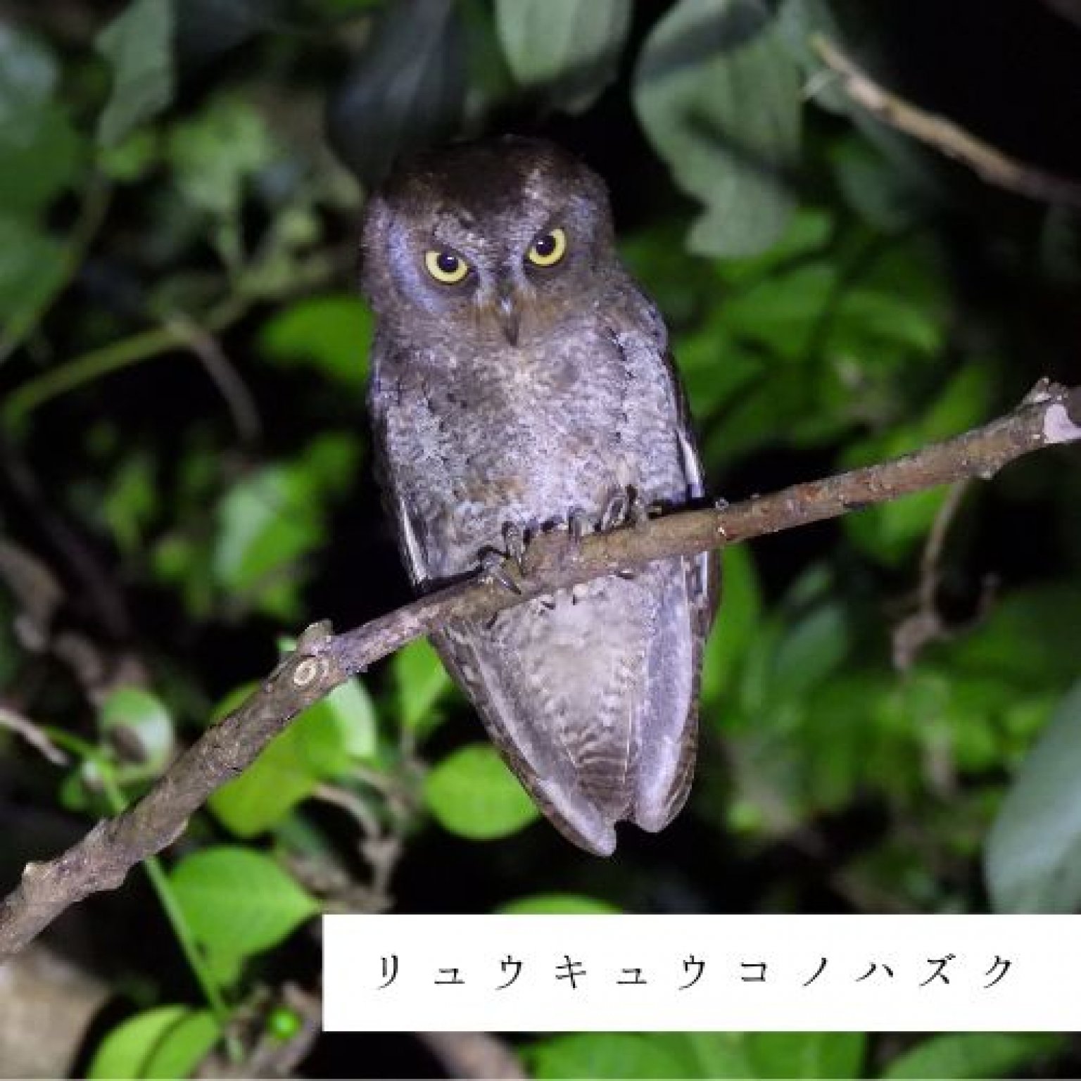 夜の森探検エコツアー・約3時間コース(お一人様用)徳之島の生物多様性を体感!! by旅友Tokunoshima