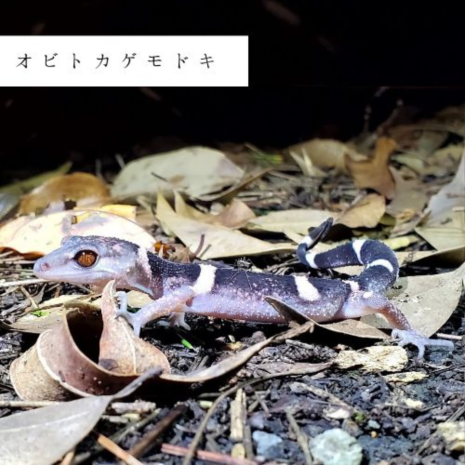 夜の森探検エコツアー・約3時間コース(お一人様用)徳之島の生物多様性を体感!! by旅友Tokunoshima