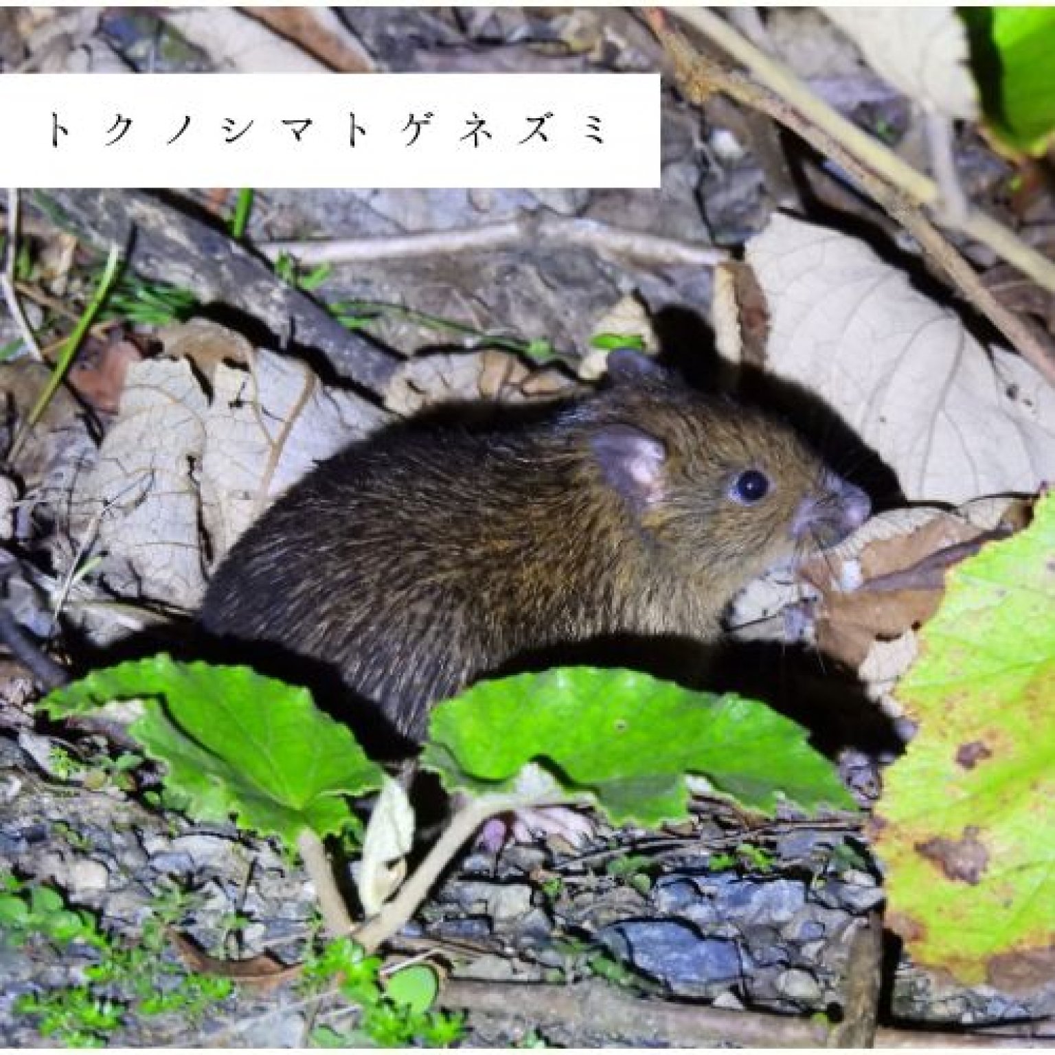 夜の森探検エコツアー・約3時間コース(お一人様用)徳之島の生物多様性を体感!! by旅友Tokunoshima