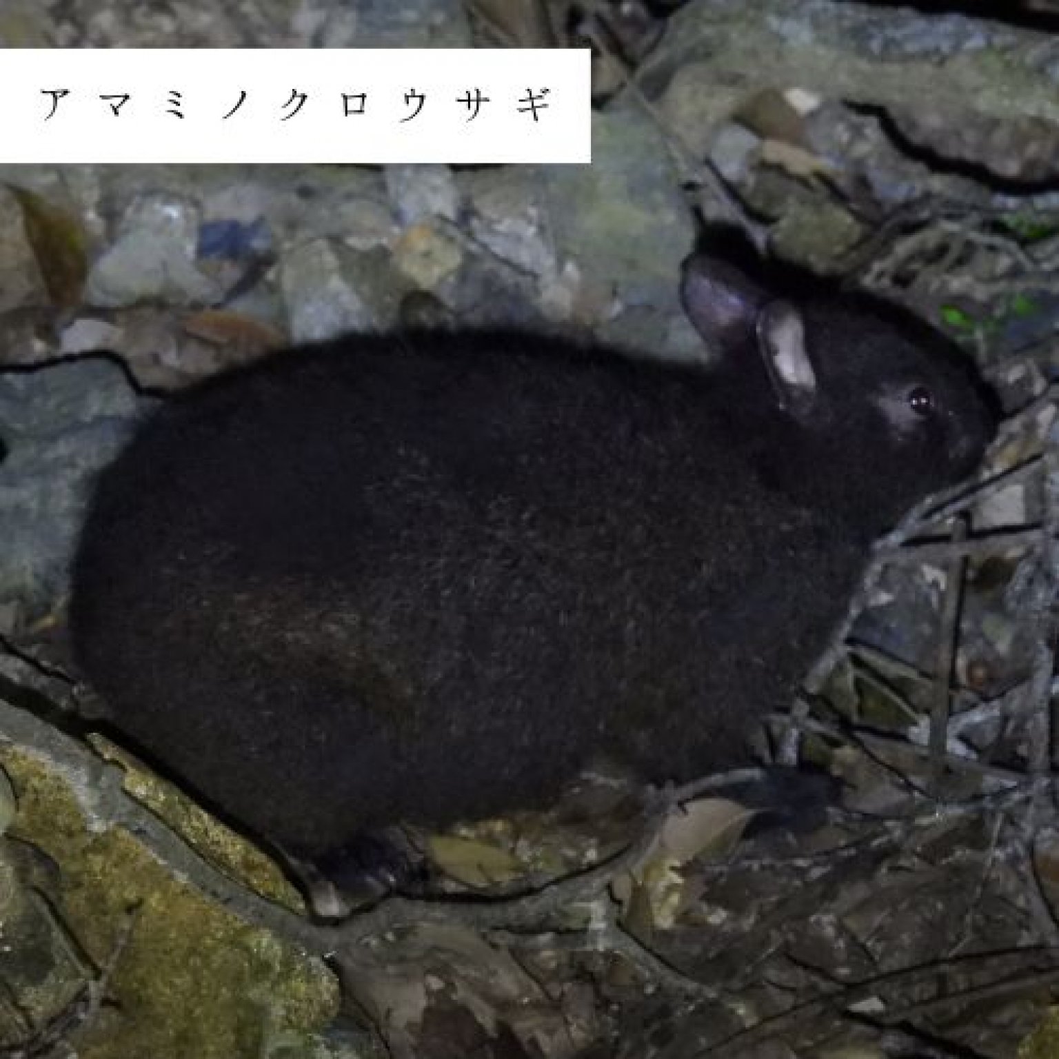 夜の森探検エコツアー・約3時間コース(お一人様用)徳之島の生物多様性を体感!! by旅友Tokunoshima