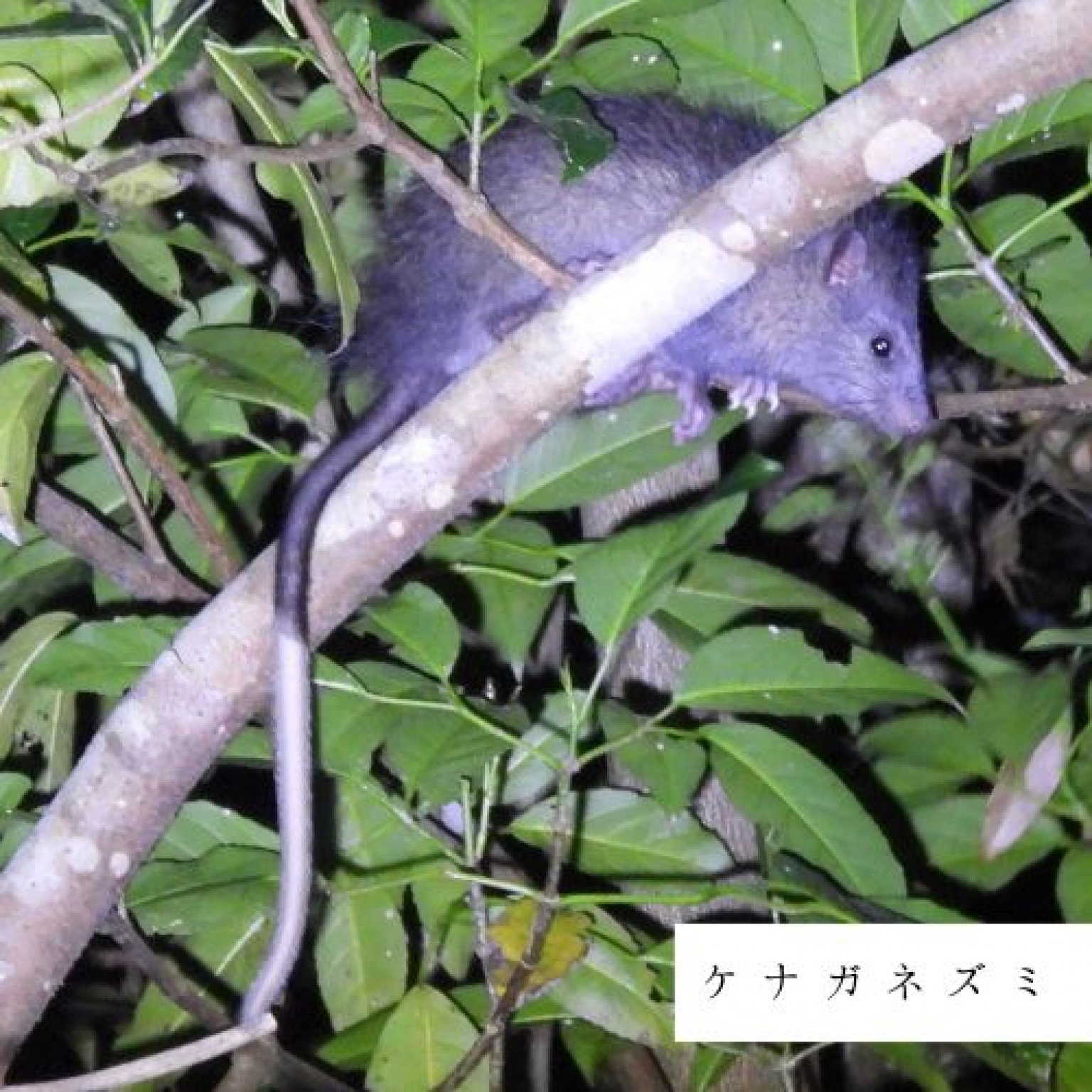 夜の森探検エコツアー・約3時間コース(お一人様用)徳之島の生物多様性を体感!! by旅友Tokunoshima