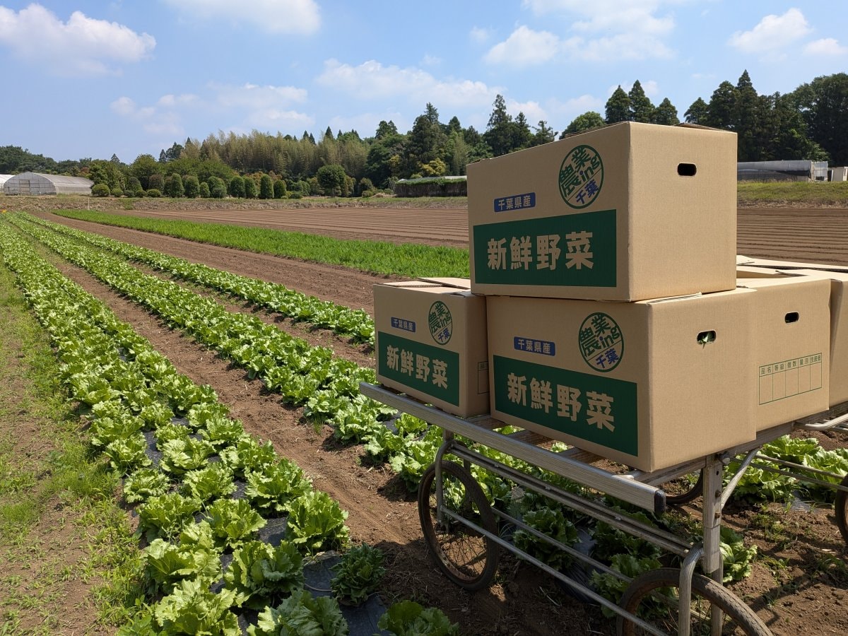 無農薬　レタス　5玉入り【クール便　送料無料】