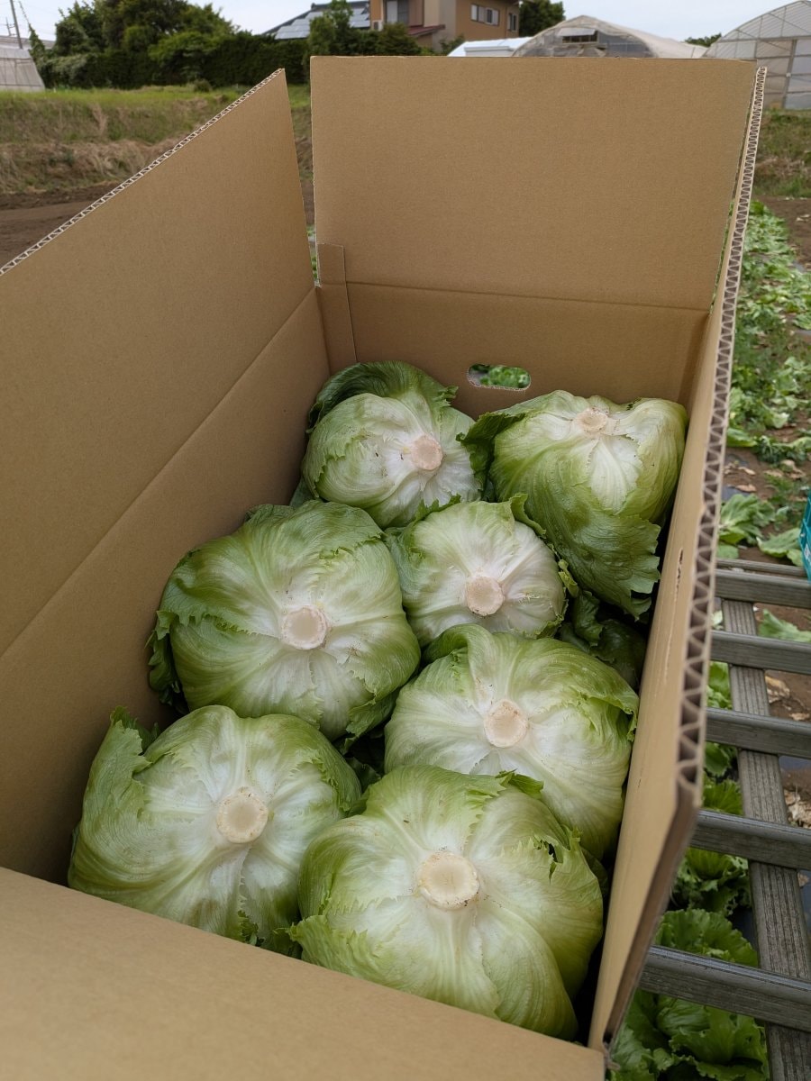 無農薬　レタス　１４玉入【クール便 、送料無料】