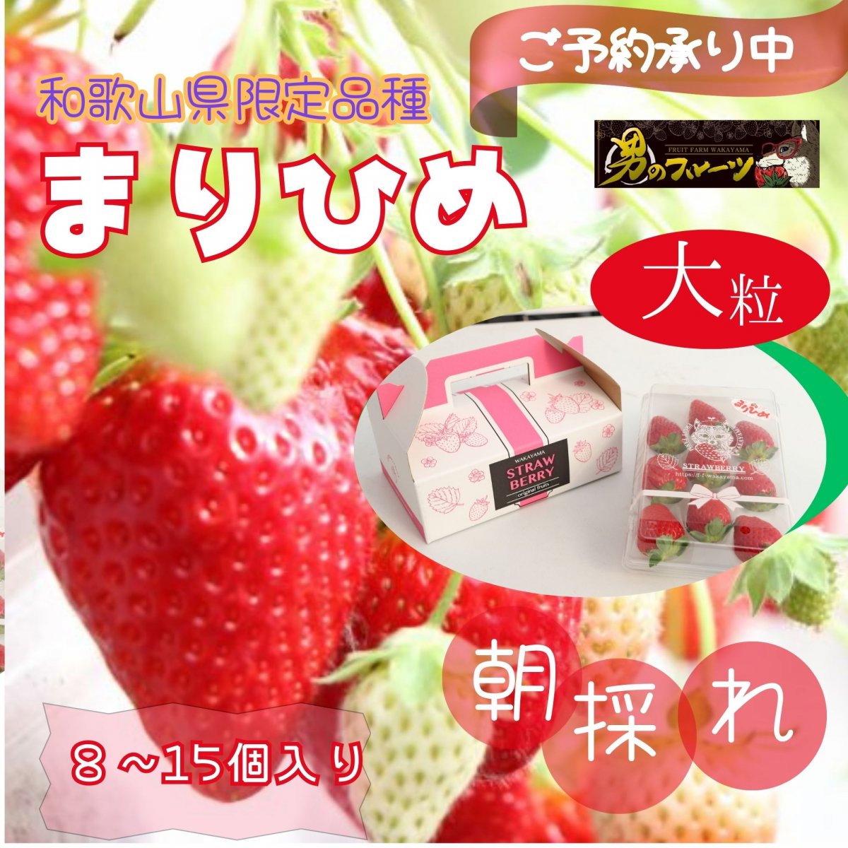 【高ポイント】和歌山県限定品種　まりひめいちご(８〜15個)和歌山県紀の川市産(有機肥料・減農薬栽培)クール便でお届け/2025年１２月〜順次発送/送料込み(北海道・北東北・沖縄除く)
