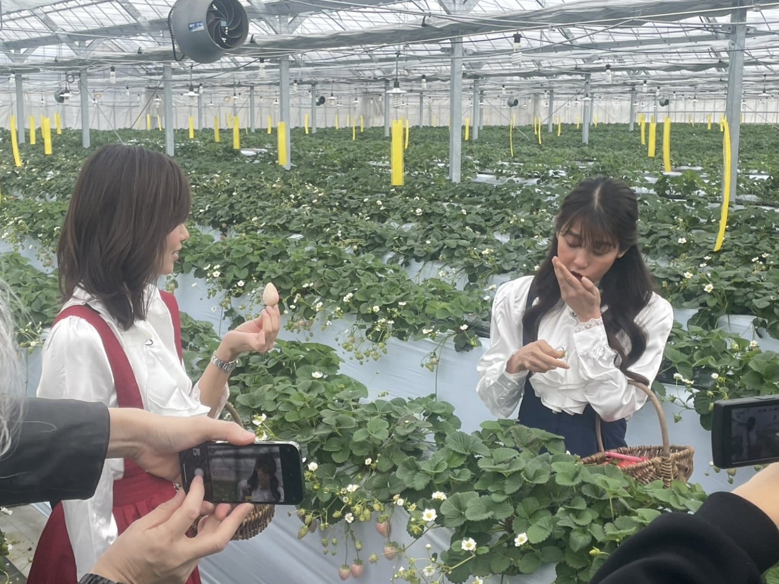 いちご狩り30分間食べ放題コース/大人（中学生以上）収穫体験/3/1～4/6 