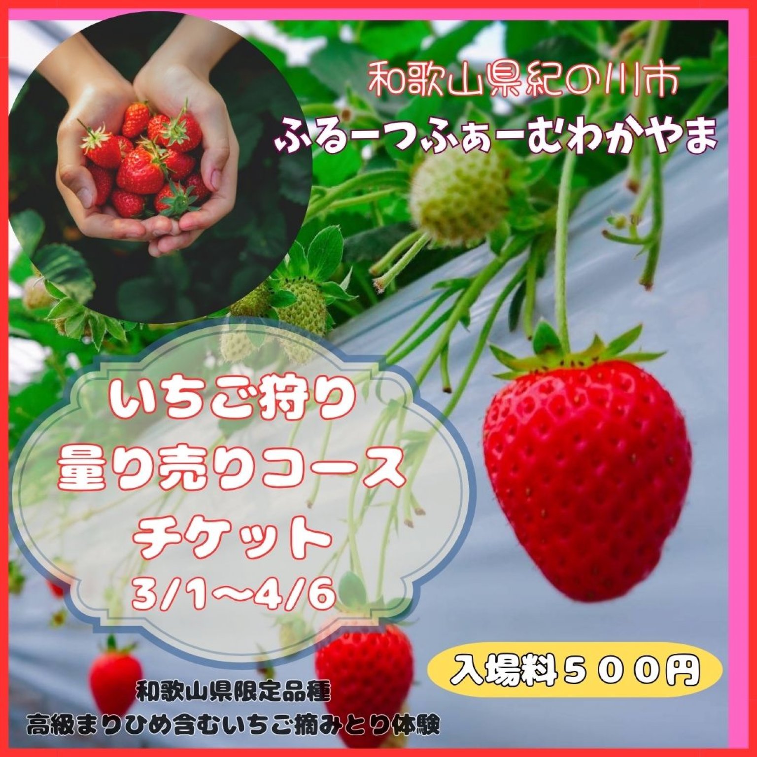 いちご狩り60分量り売りコース/小学生以上/収穫体験/3/1～4/6