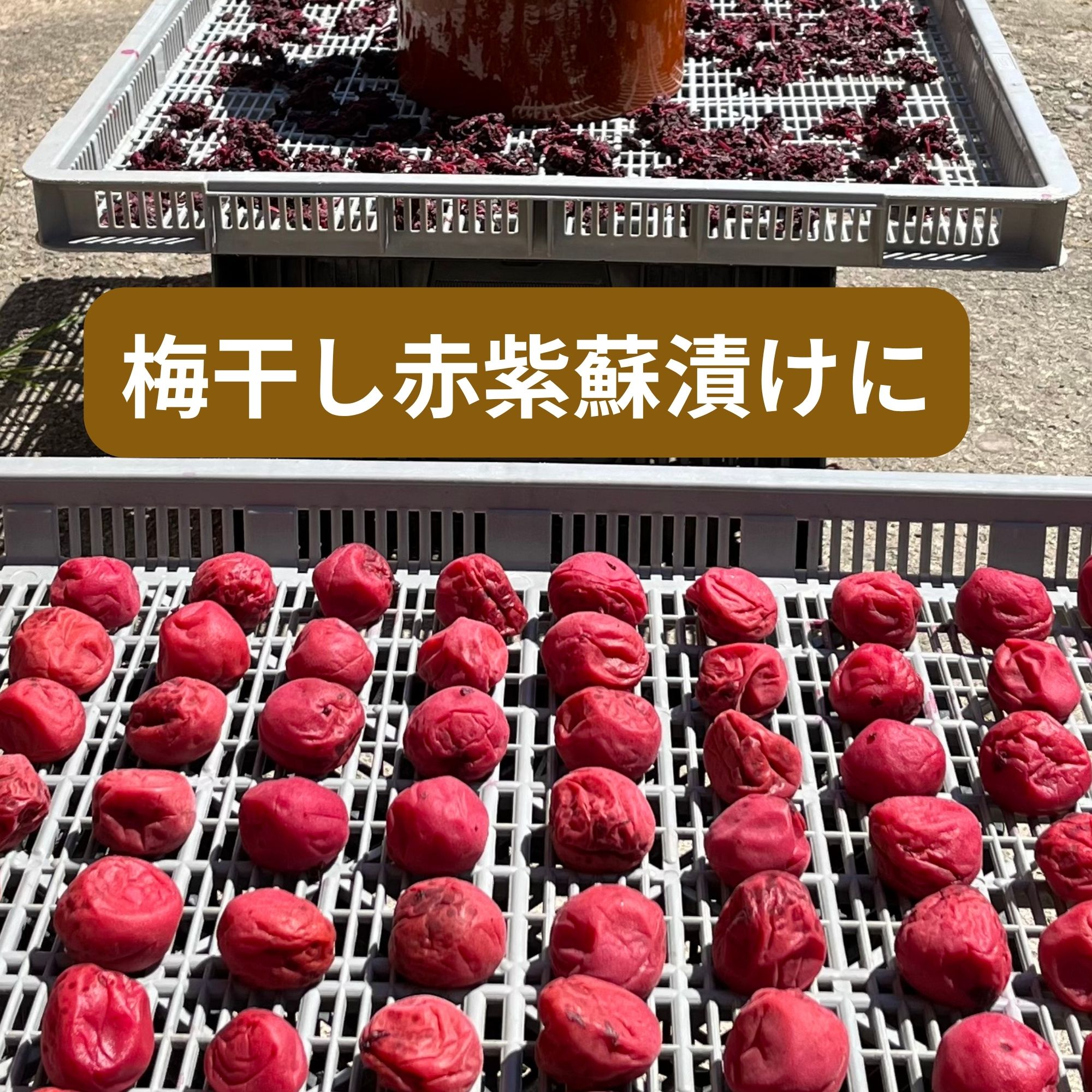 4kg・赤しそ・農薬不使用