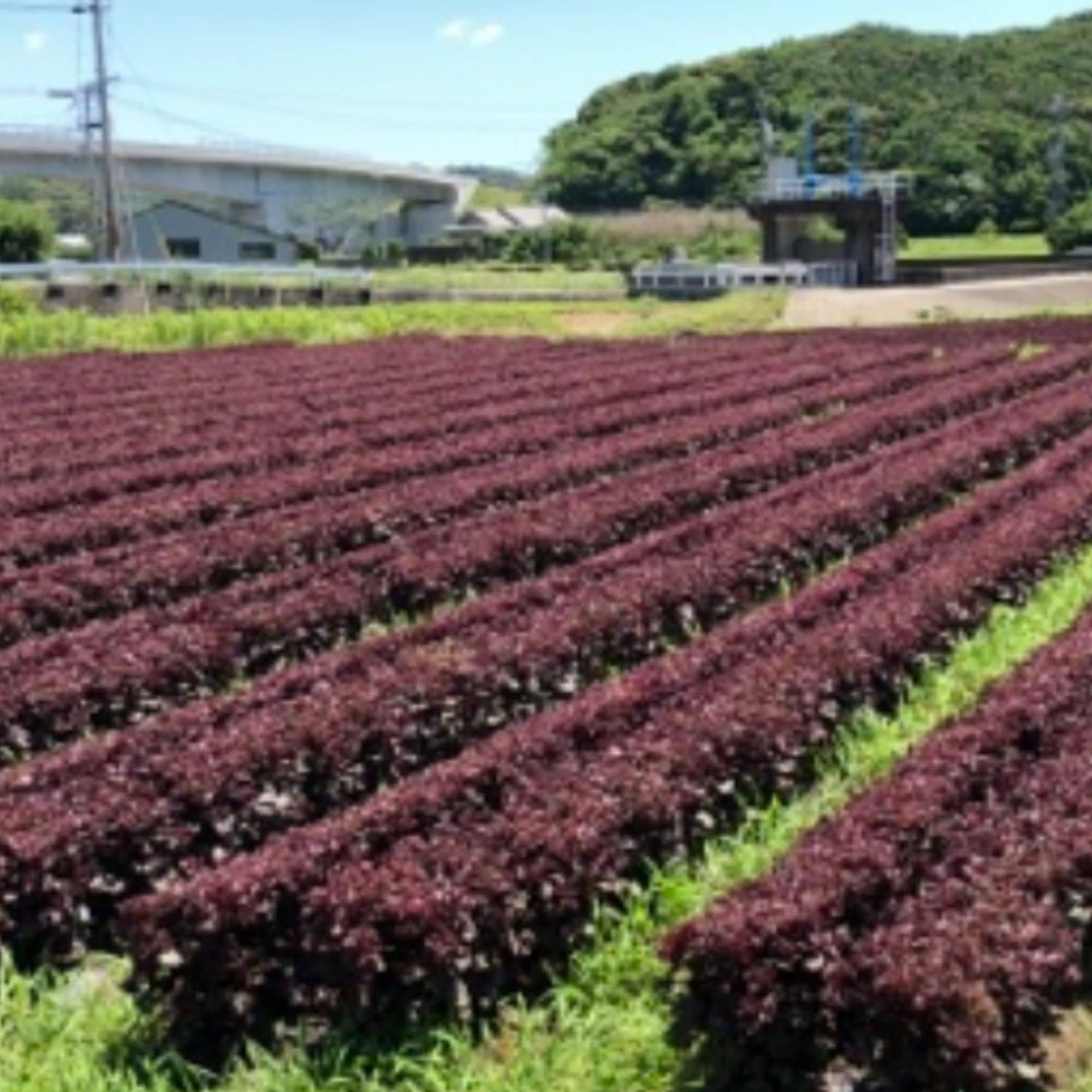4kg・赤しそ・農薬不使用