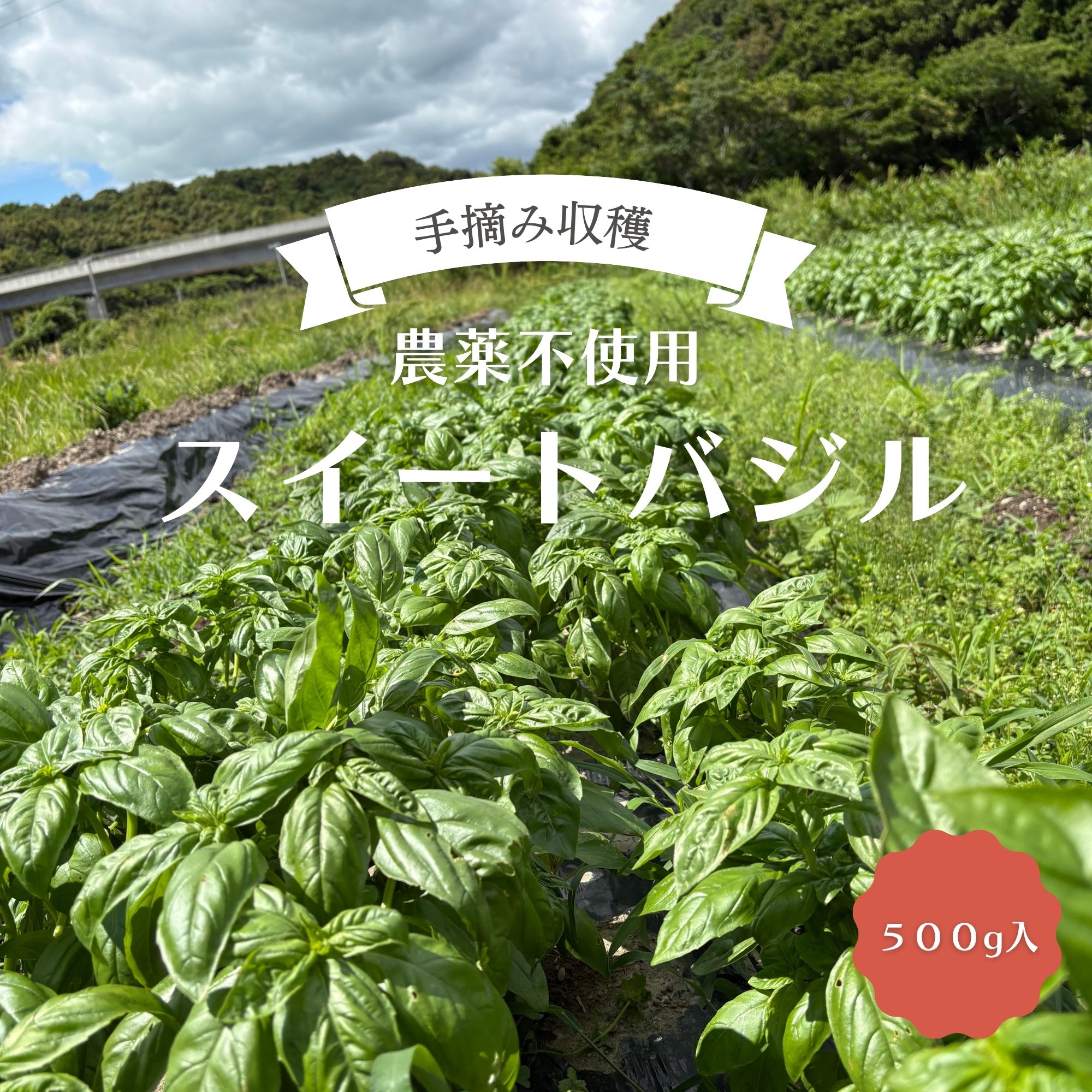 スウィートバジル５００粒＋粗品＋全国匿名送料無料です＼(^o^)／ 500g・スイートバジル・農薬不使用・手摘み