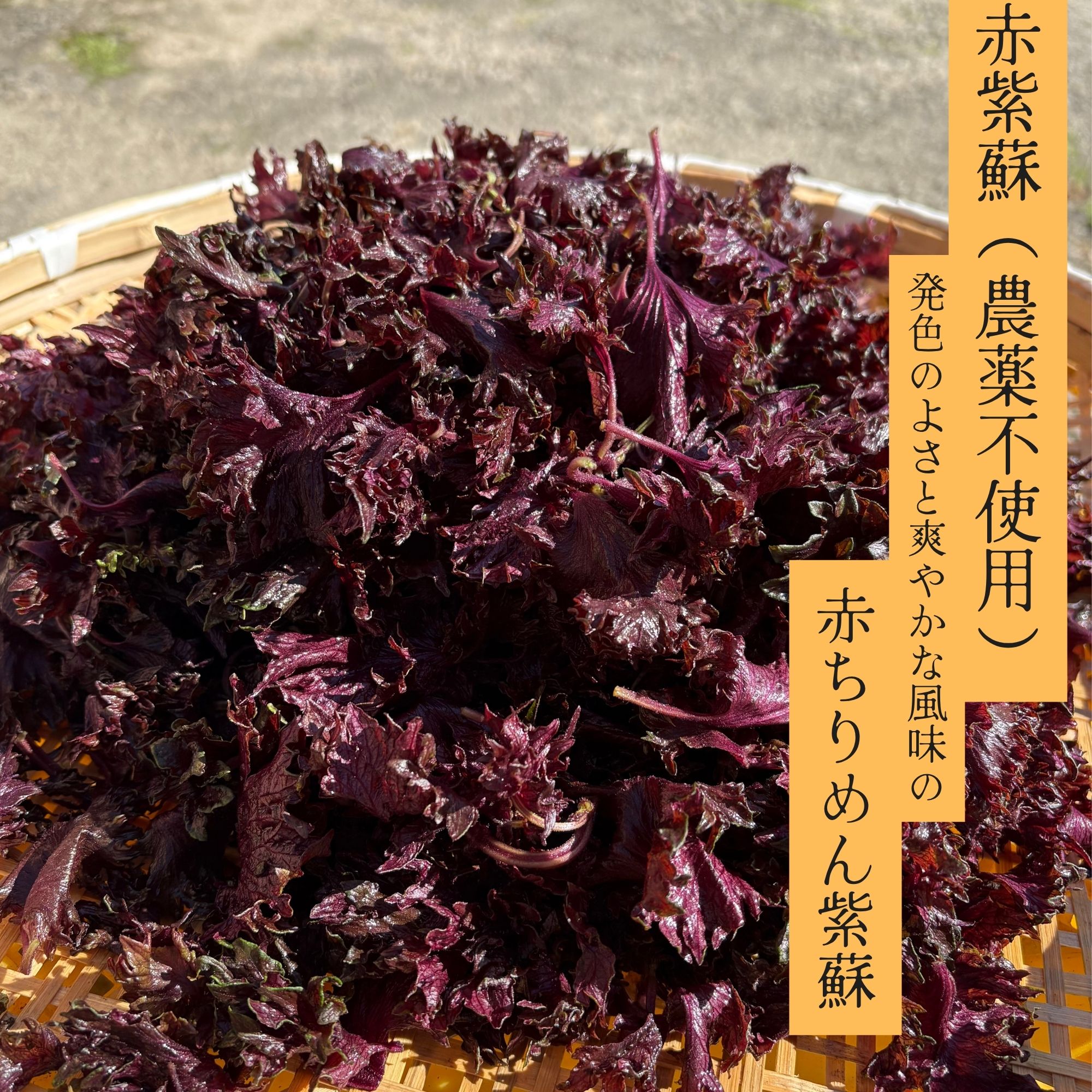 4kg・赤しそ・農薬不使用