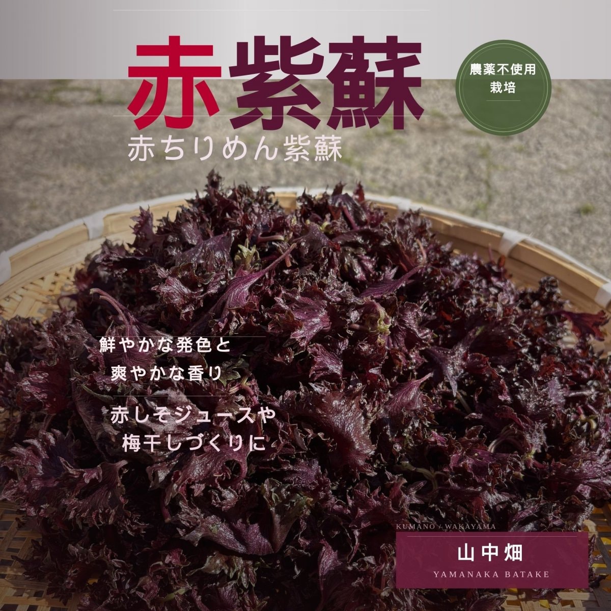 1kg・赤しそ