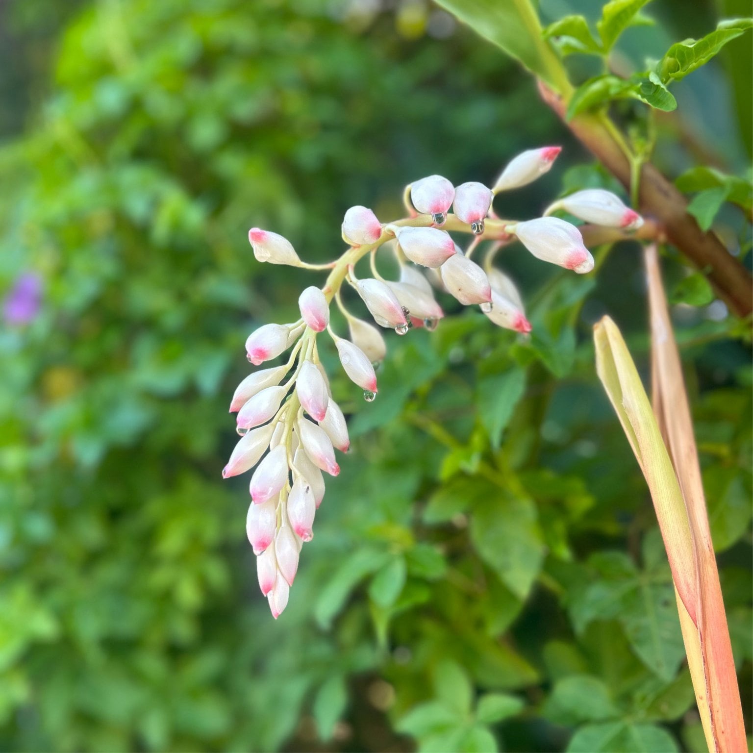 Flower of Life in 沖縄　畑から肌へ ーハーブ農家のほんものの香りづくりのお話会ー やんばる1dayリトリート