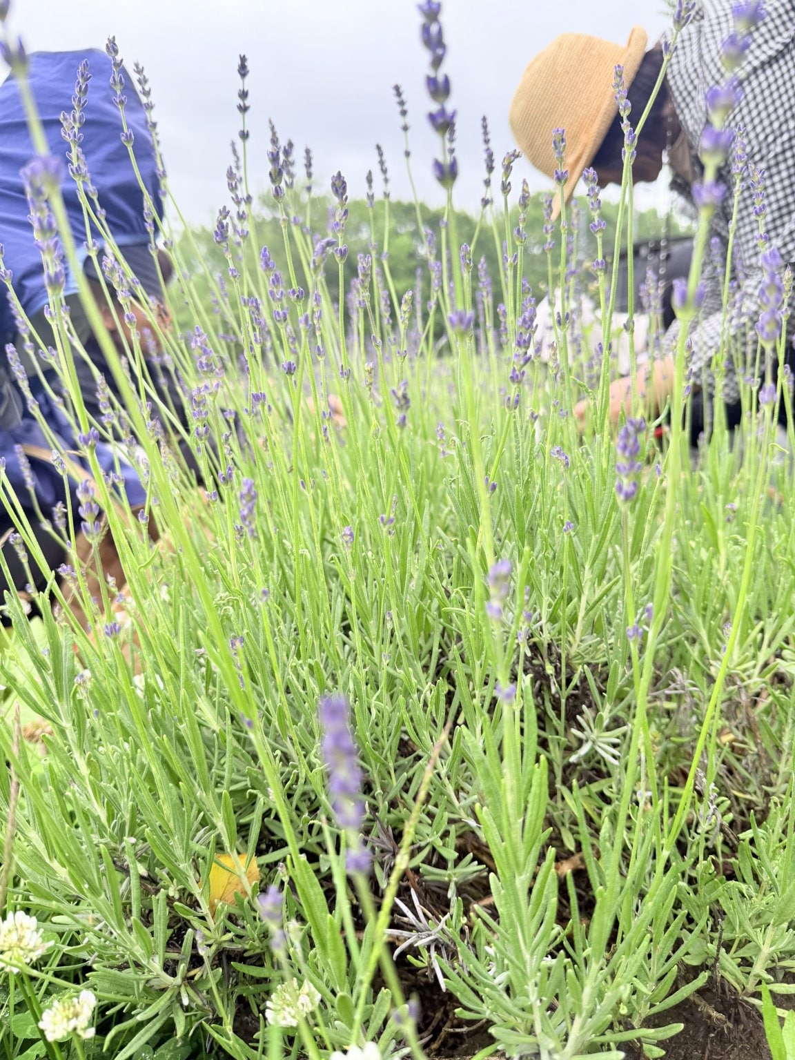Lavender × Lavender     一 育てる、香る、癒やされる 一