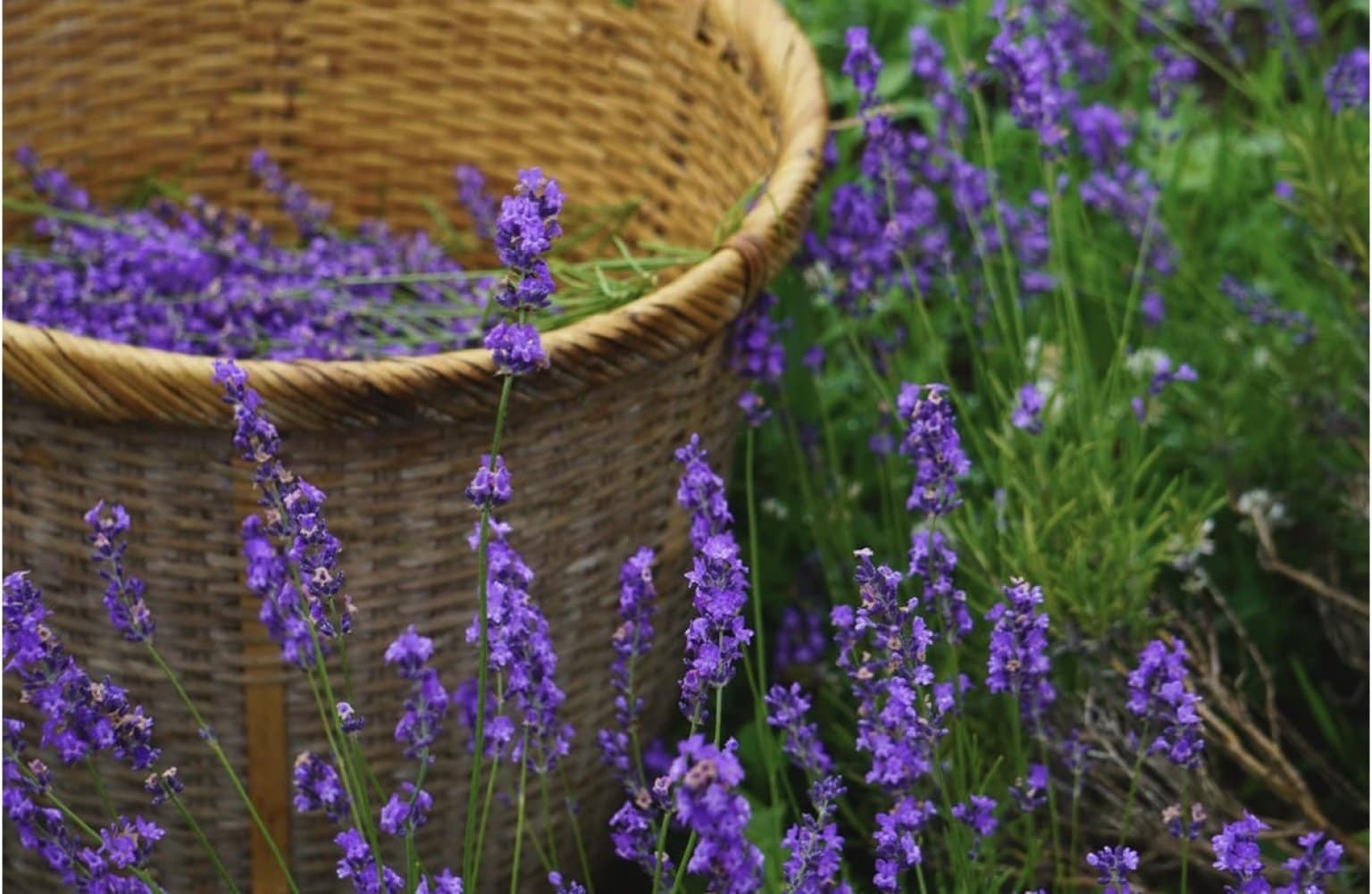 Lavender × Lavender     一 育てる、香る、癒やされる 一