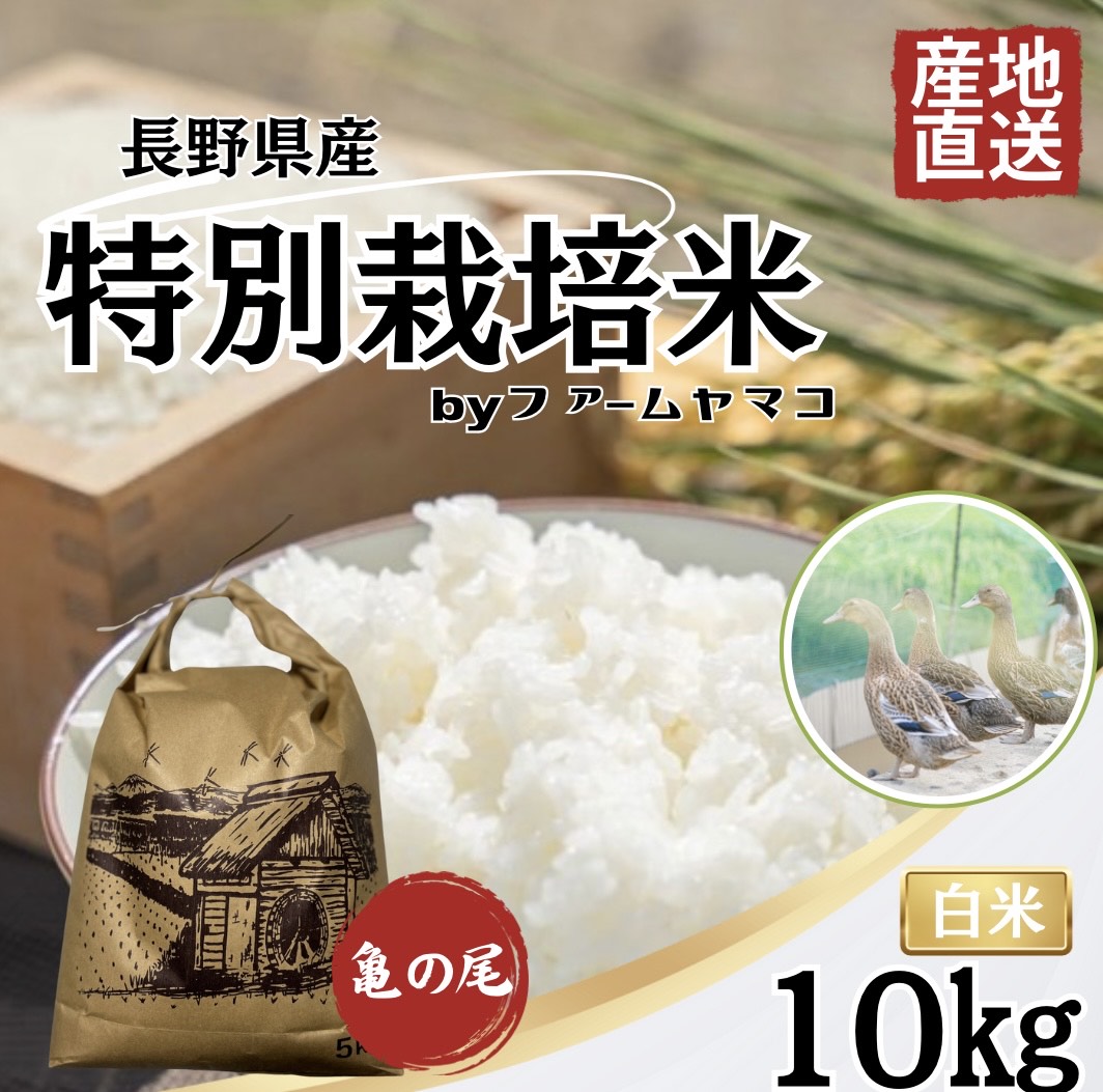 長野県産特別米】新米10キロ 亀の尾