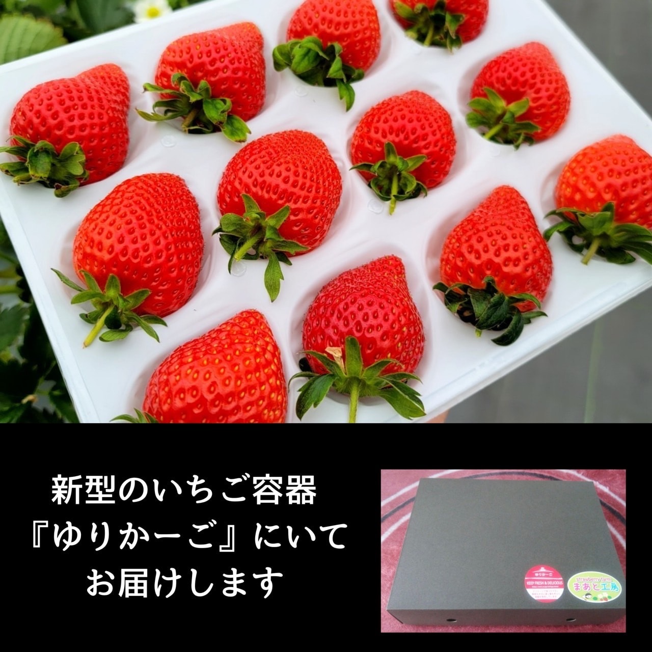 1月限定・15箱のみ】高級いちご3種類食べ比べセット（よつぼし・すず